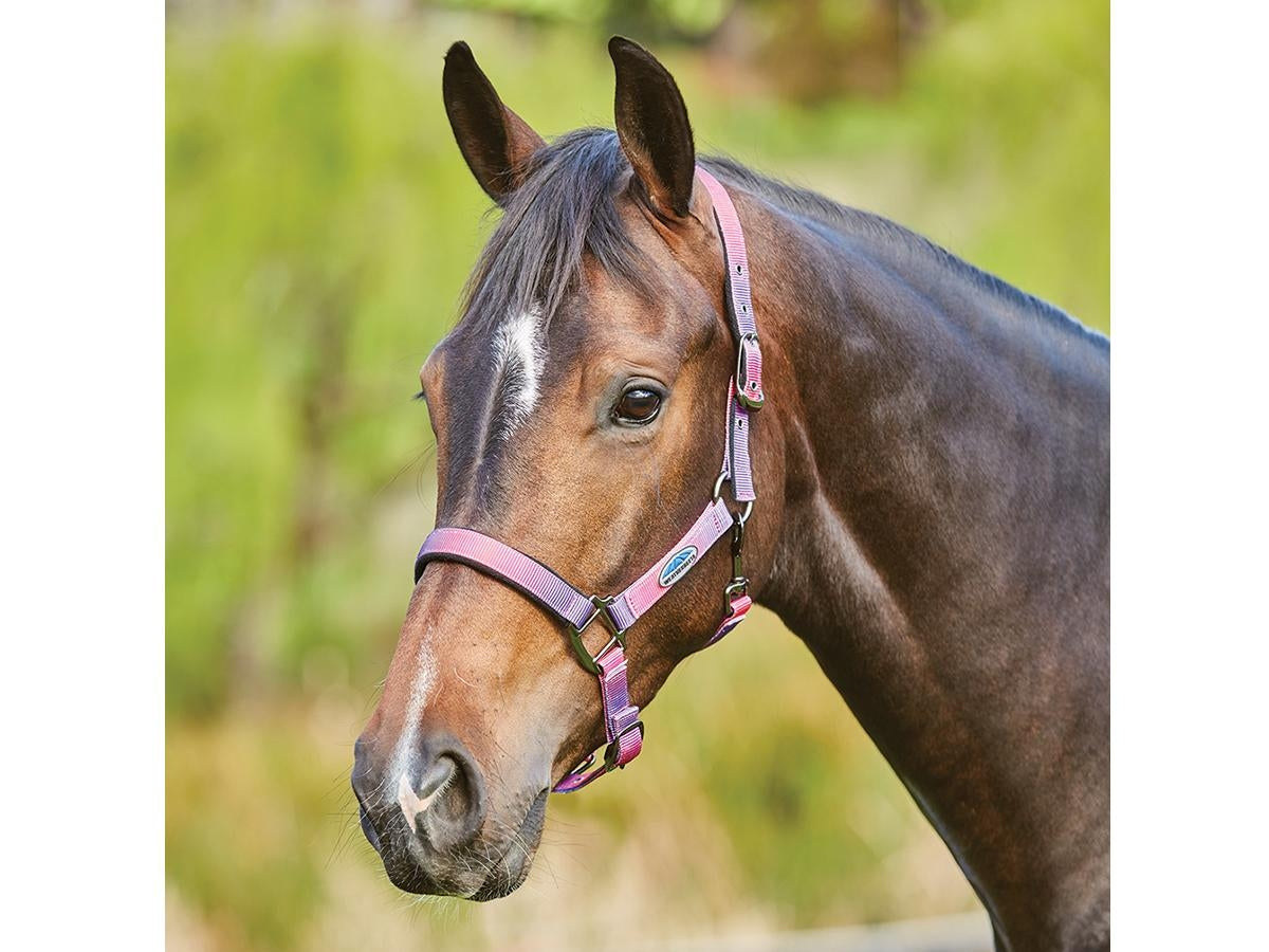 WB Prime Ombre Headcollar