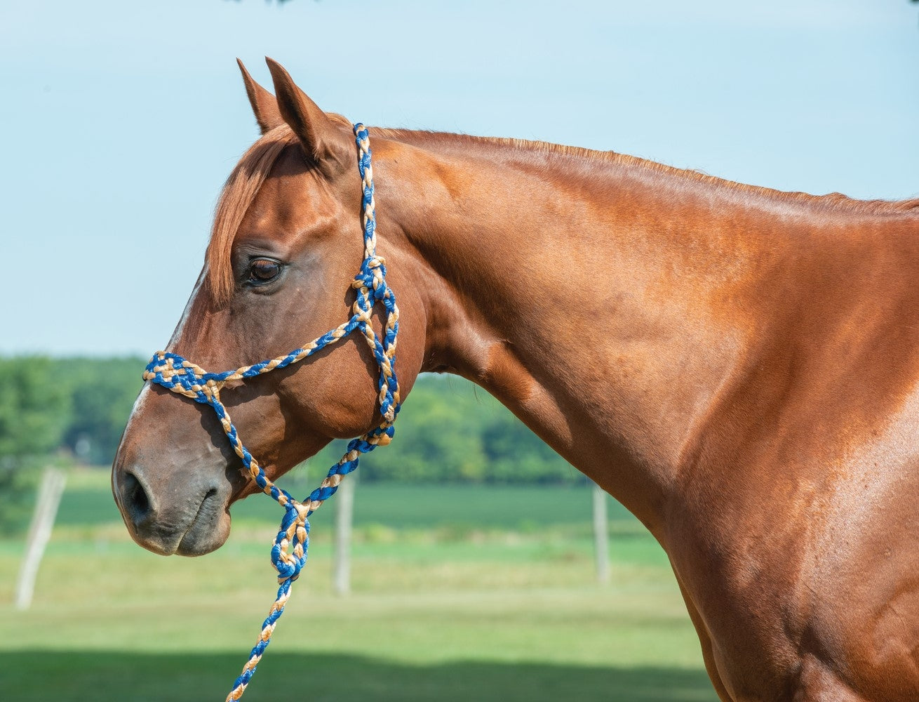 Weaver Braided Rope Halter with 10' Lead