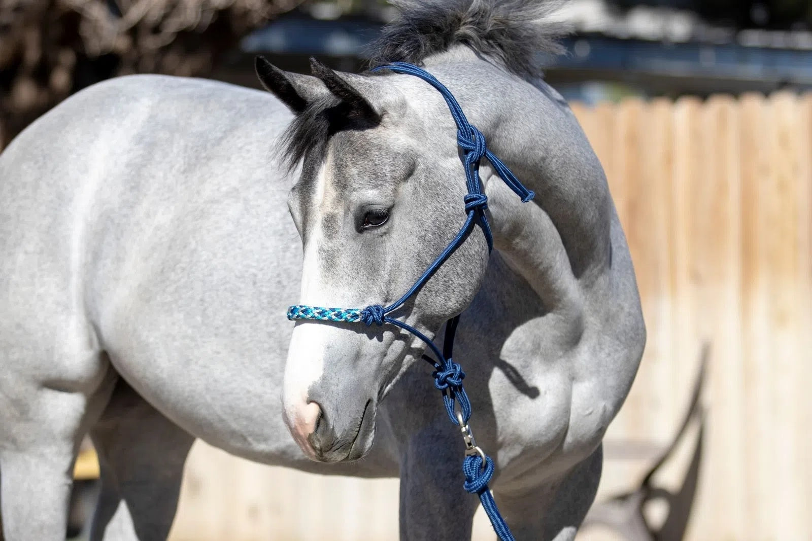 Kensington Clinician Rope Halter