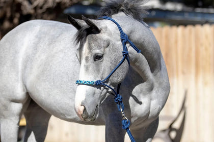 Kensington Clinician Rope Halter