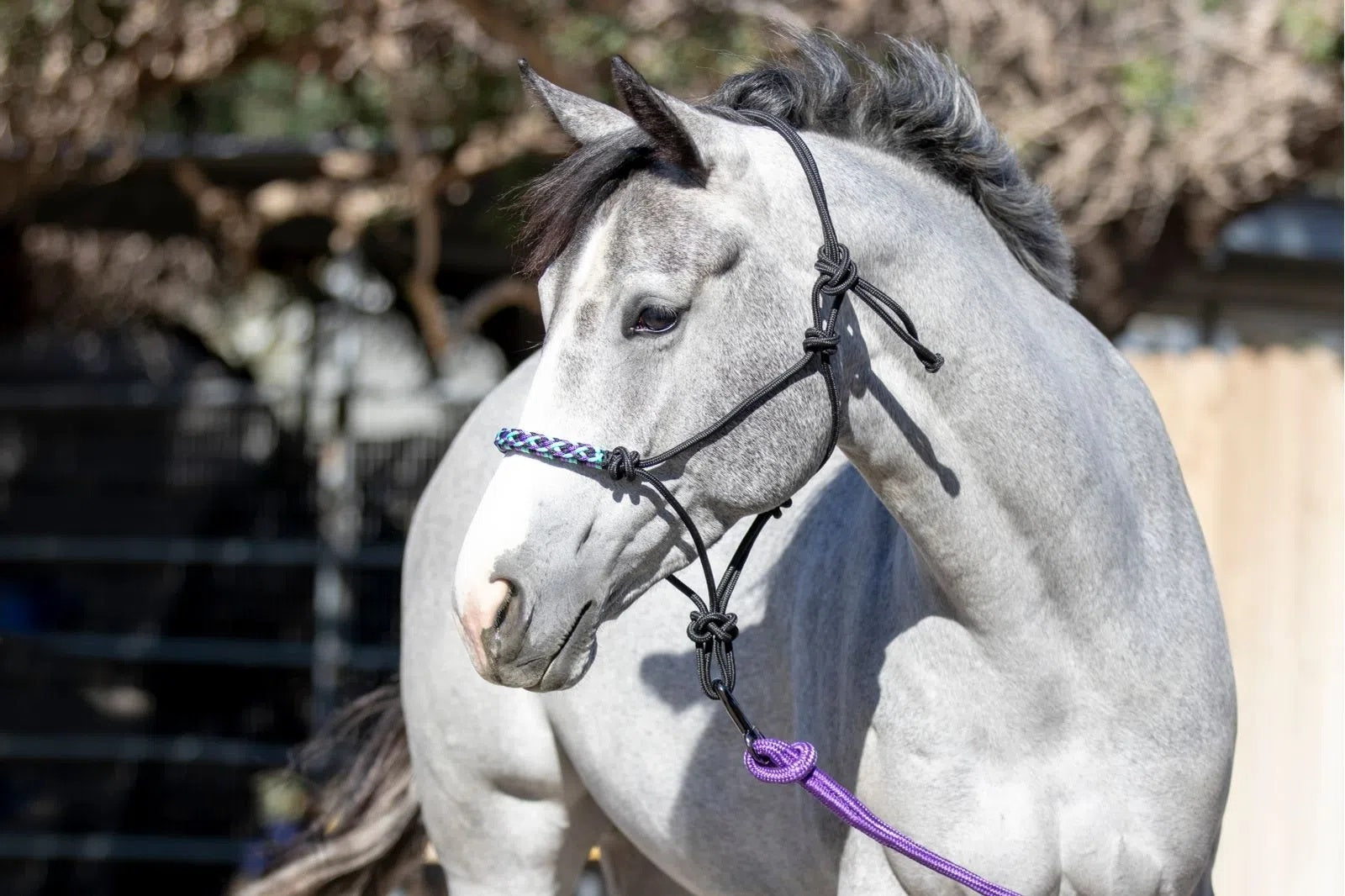 Kensington Clinician Rope Halter