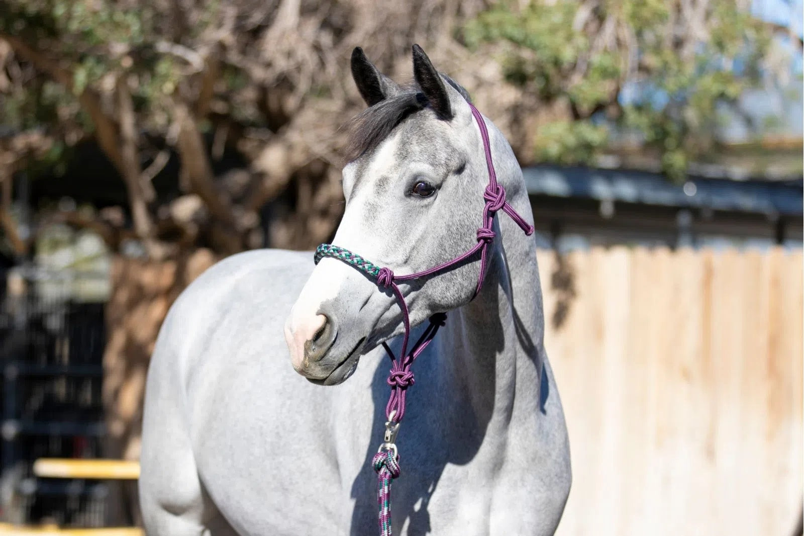 Kensington Clinician Rope Halter