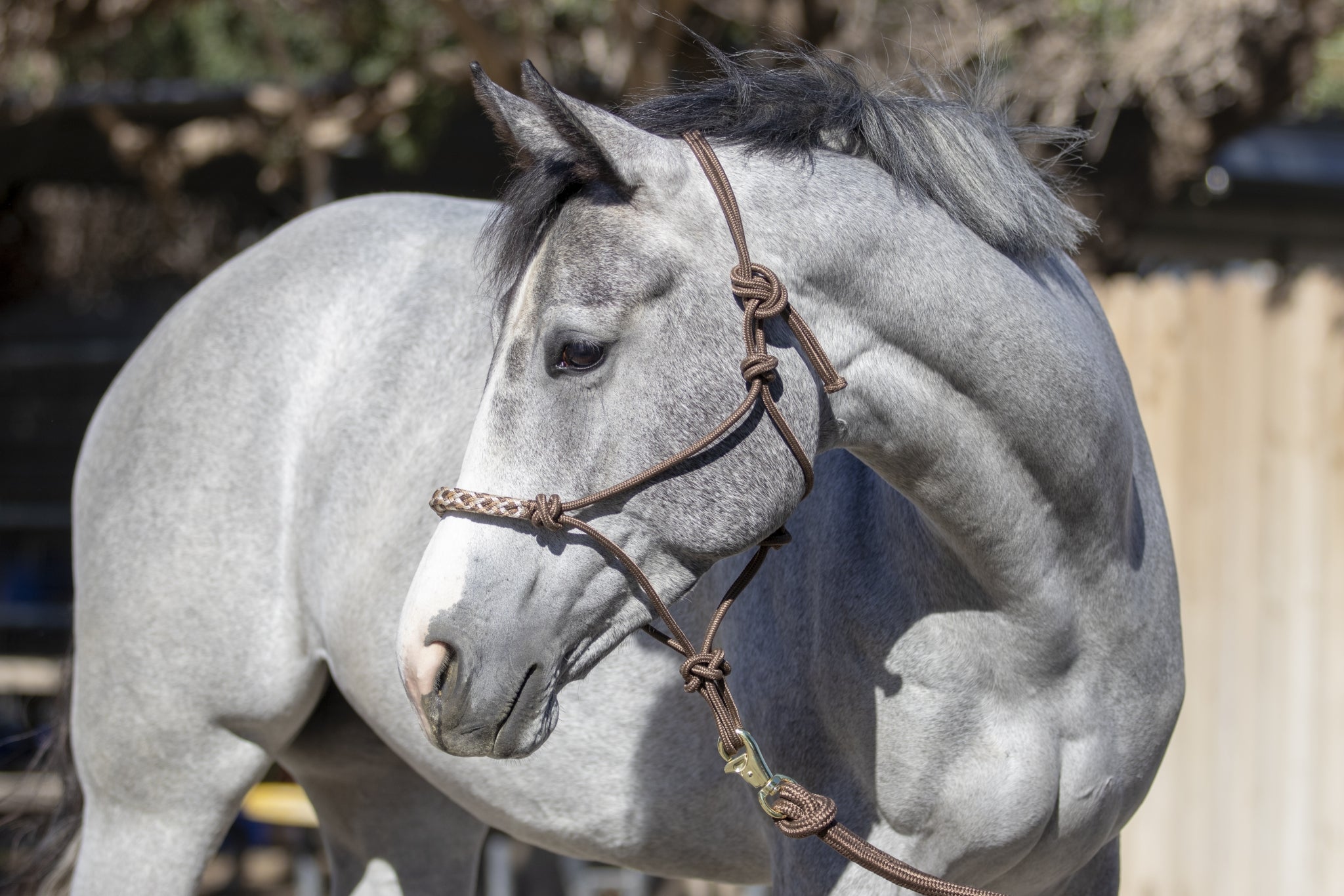 Kensington Clinician Rope Halter