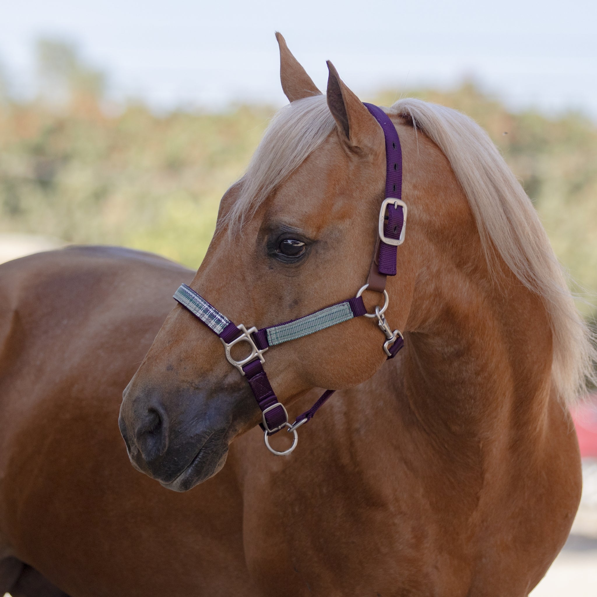 Kensington Breakaway Halter