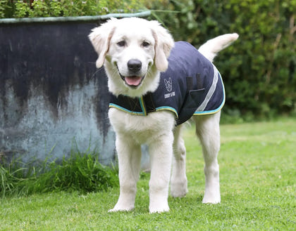 Shires Digby Fox Waterproof Dog Coat