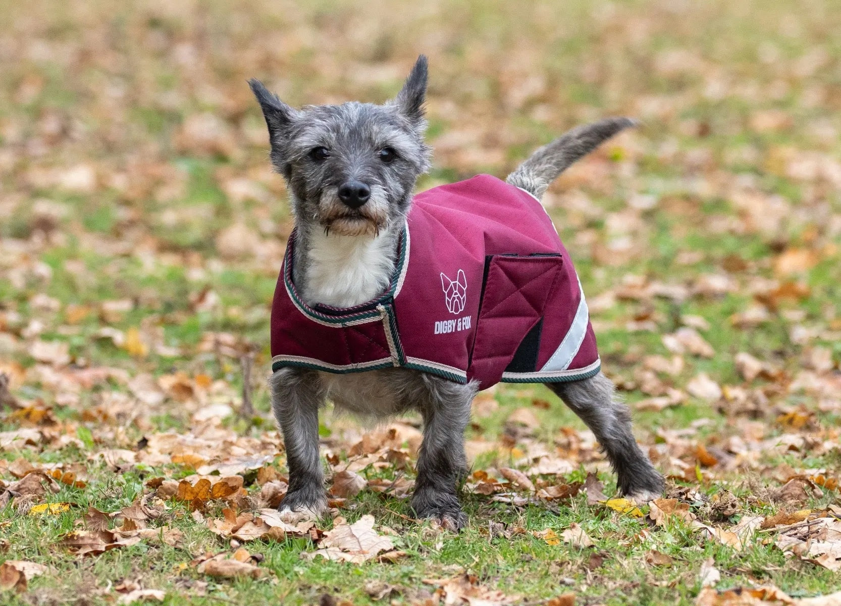 Shires Digby Fox Waterproof Dog Coat