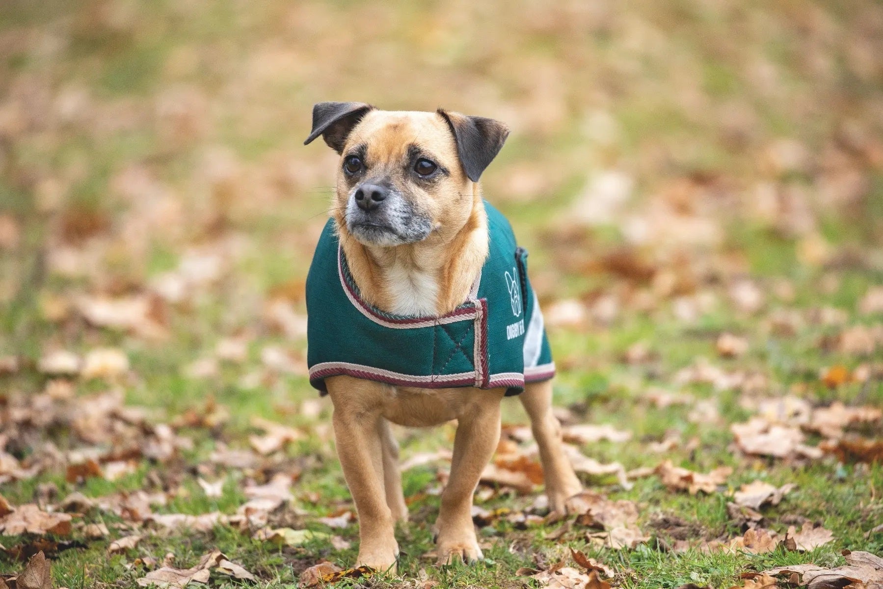 Shires Digby Fox Waterproof Dog Coat