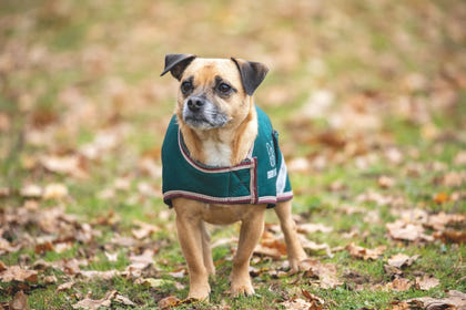 Shires Digby Fox Waterproof Dog Coat