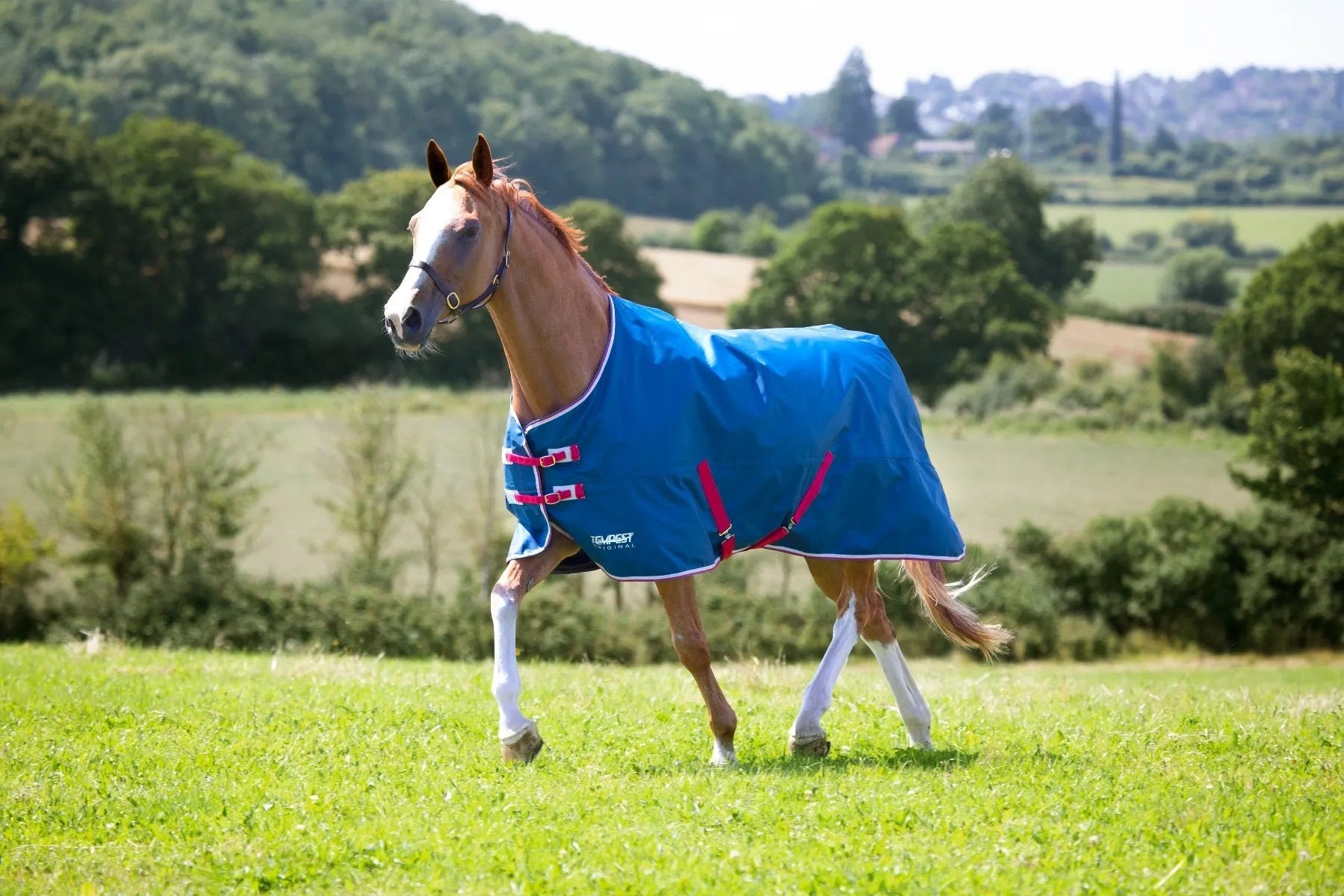 Shires Tempest Original Lite TO