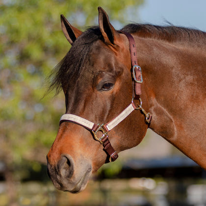 Kensington Breakaway Halter