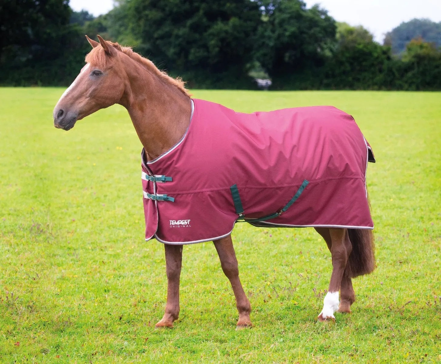 Shires Mini Highlander 200g TO