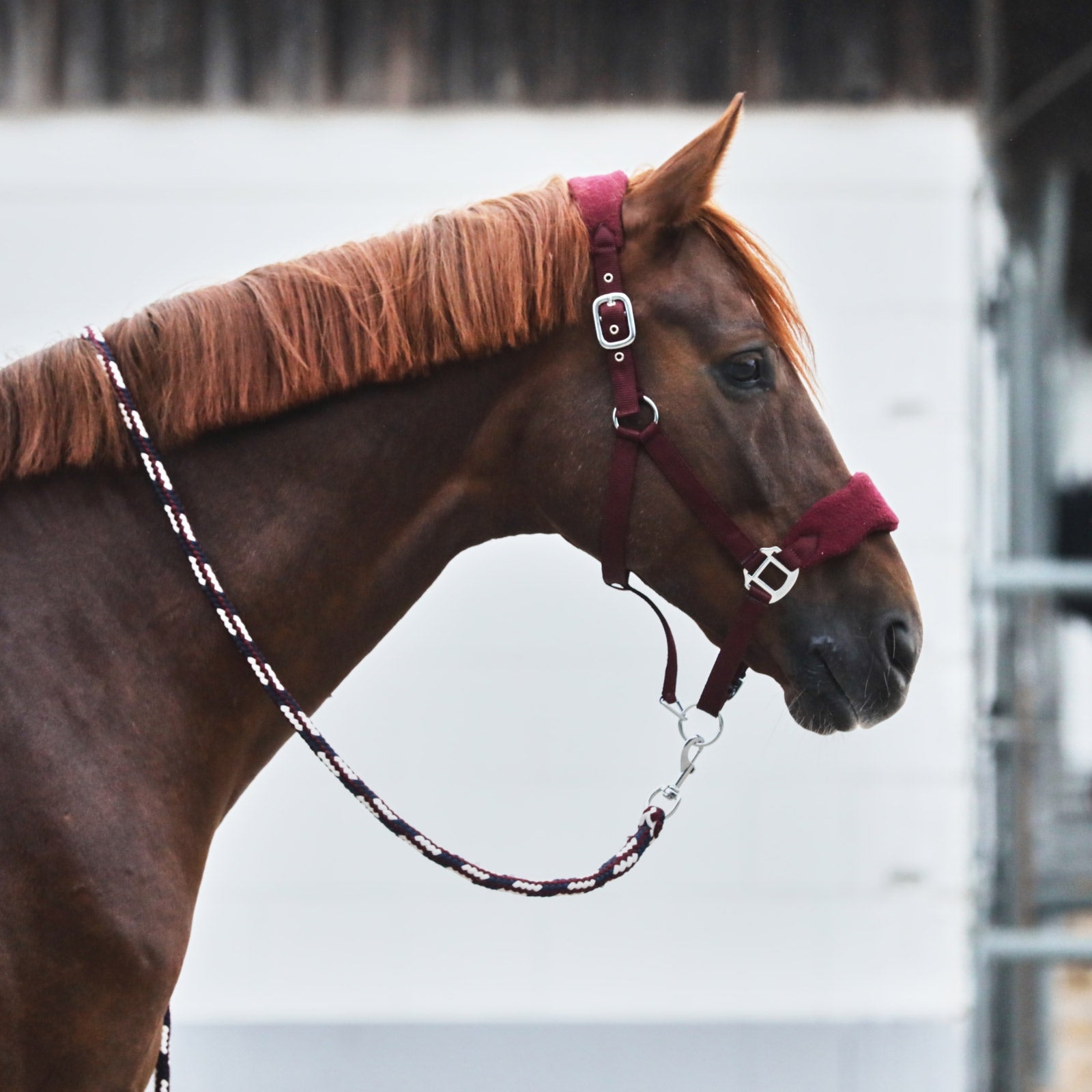 Horze Kiel Halter with Fleece