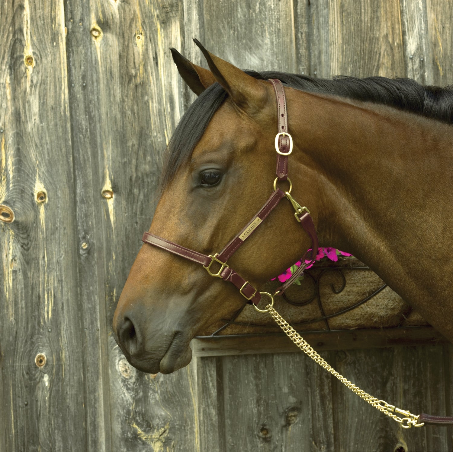 Perri's Personalized 3/4" Premium Show Halter