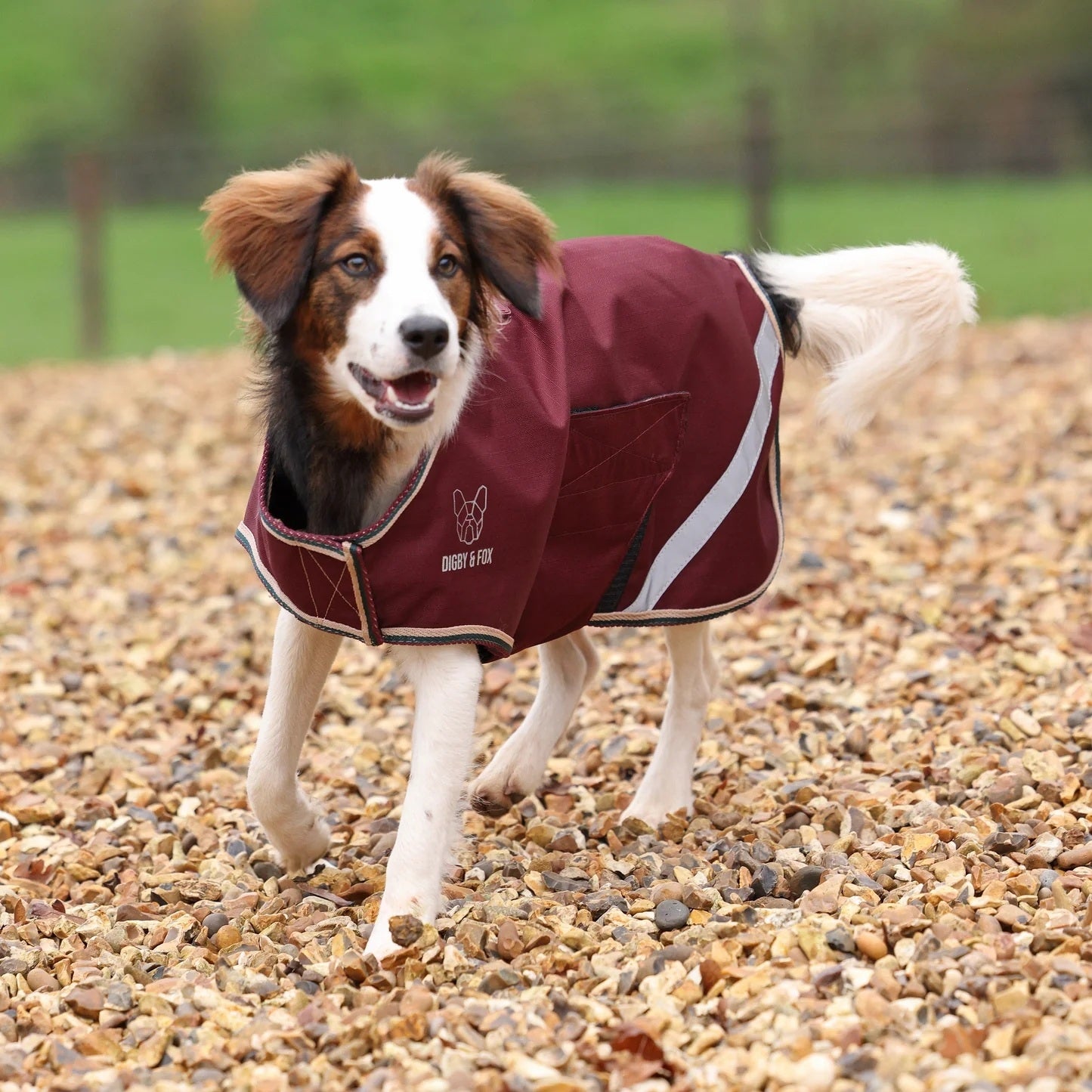 Shires Digby & Fox Lite Waterproof Dog Coat
