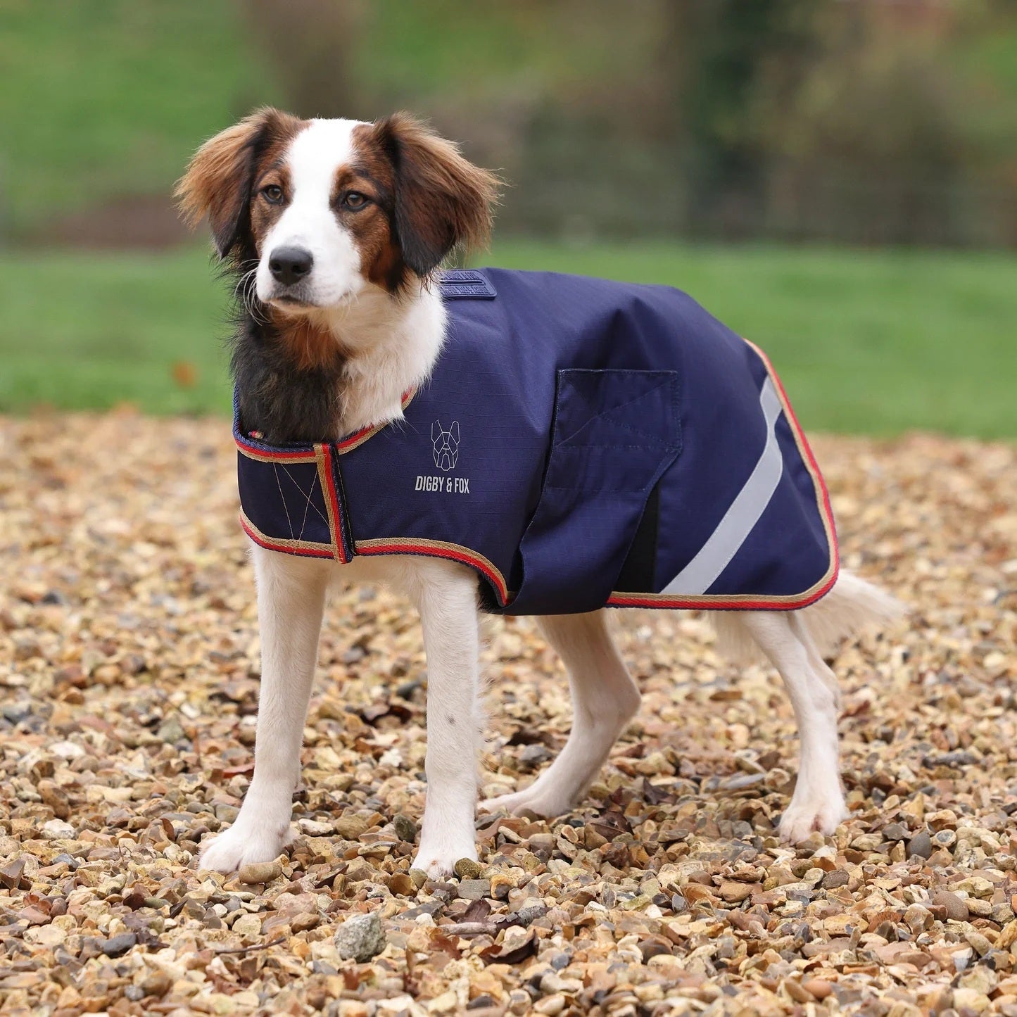 Shires Digby & Fox Lite Waterproof Dog Coat