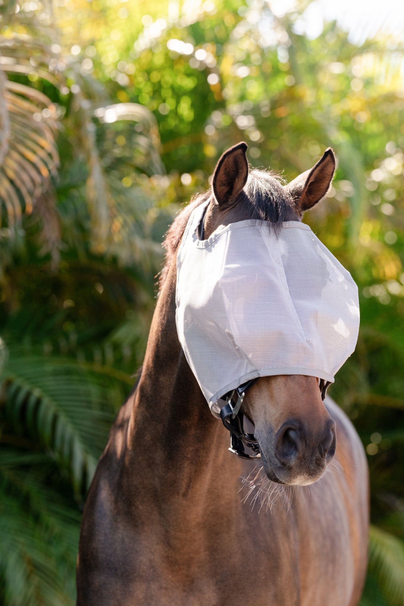Amigo Flymask wo. Ears