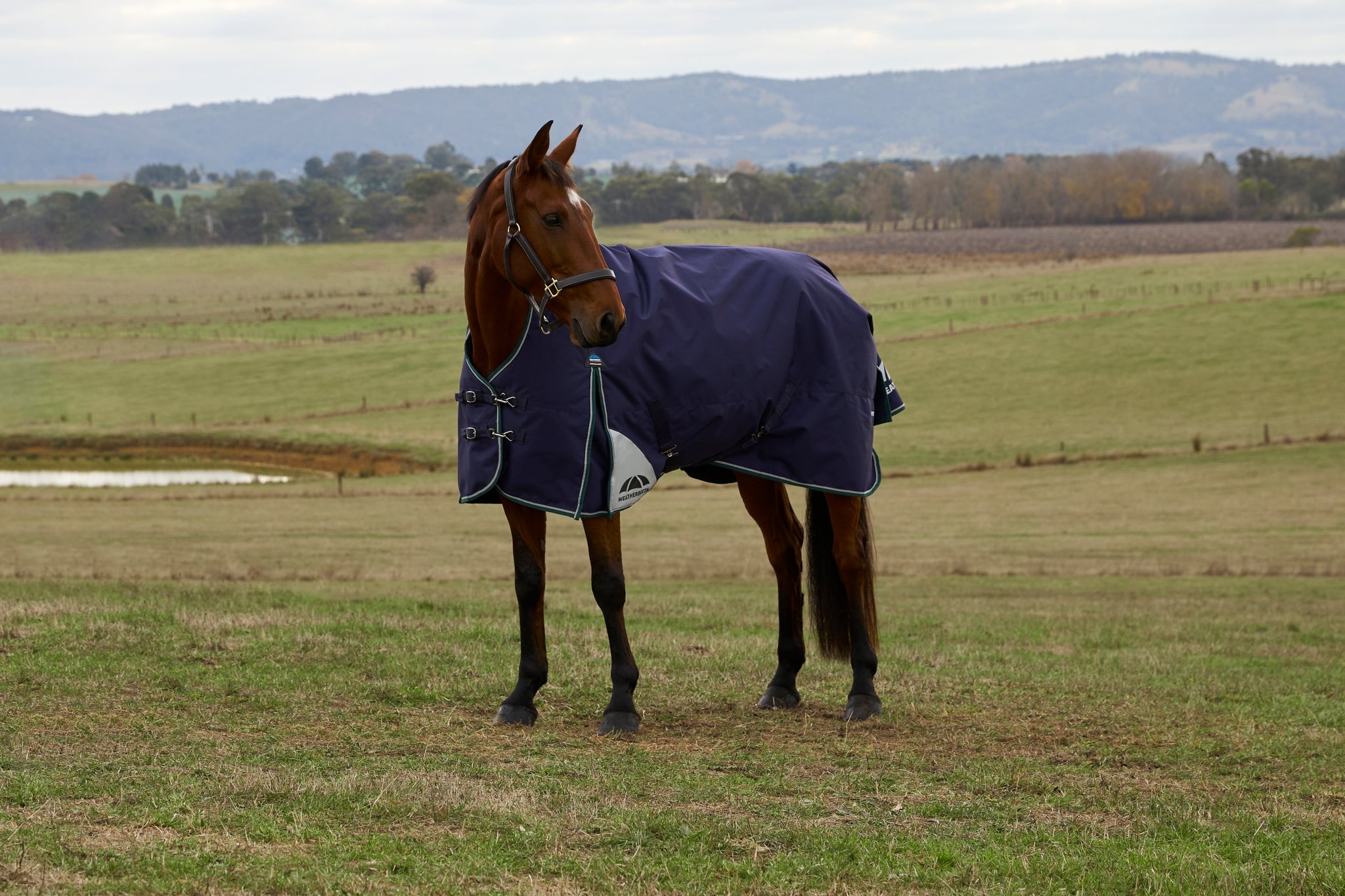 Weatherbeeta ComFiTec Plus Dynamic Turnout High Neck 220g