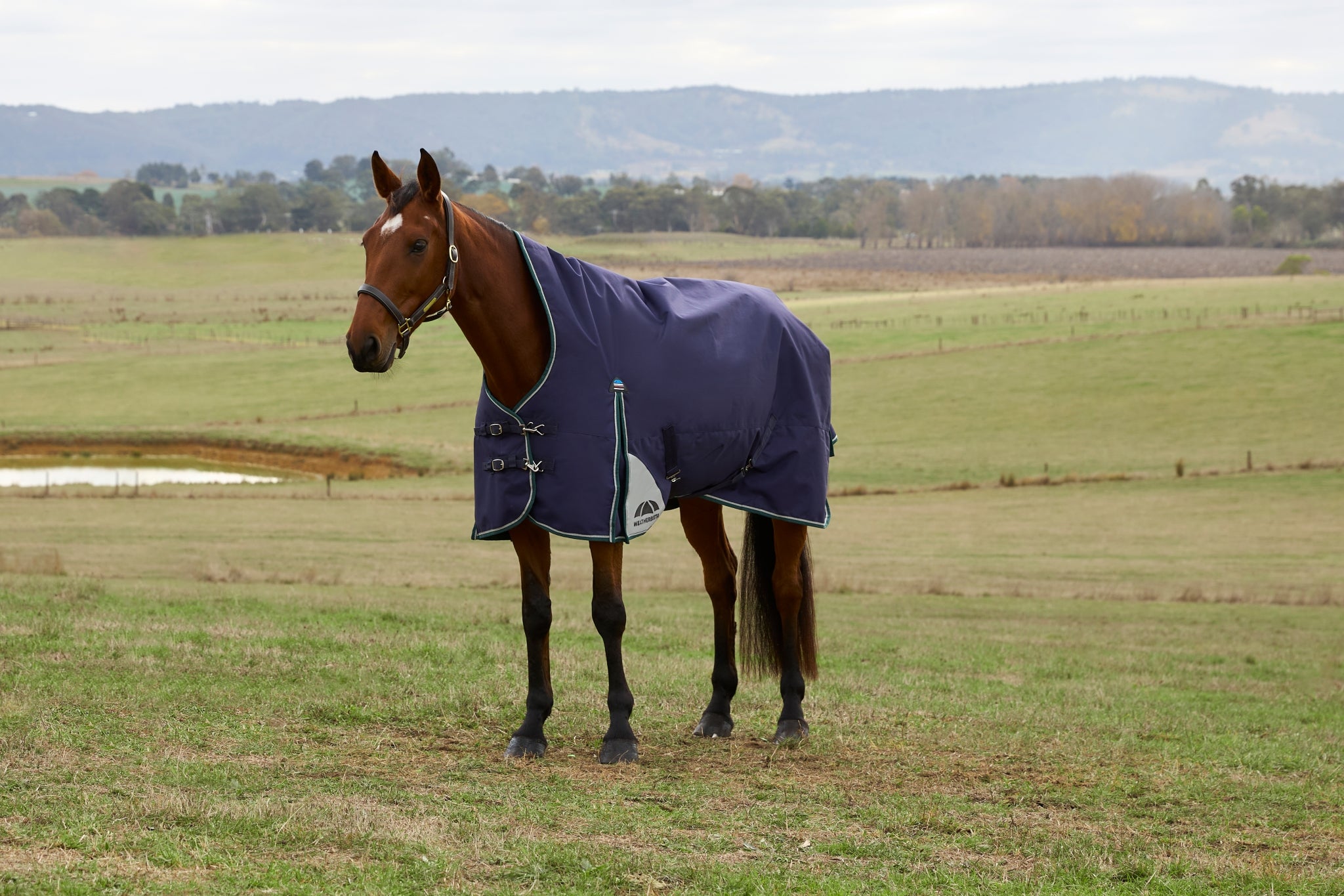 Weatherbeeta ComFiTec Plus Dynamic Turnout High Neck 220g