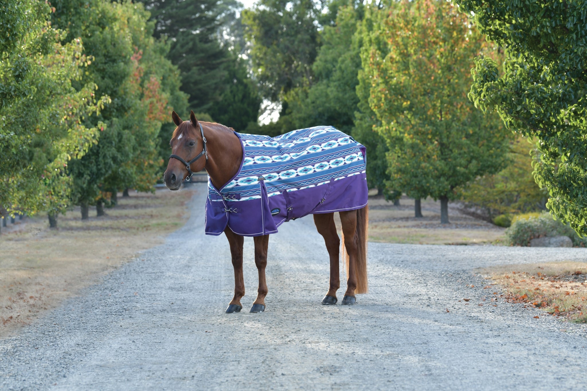 Weatherbeeta ComFiTec Essential Turnout Standard Neck 220g