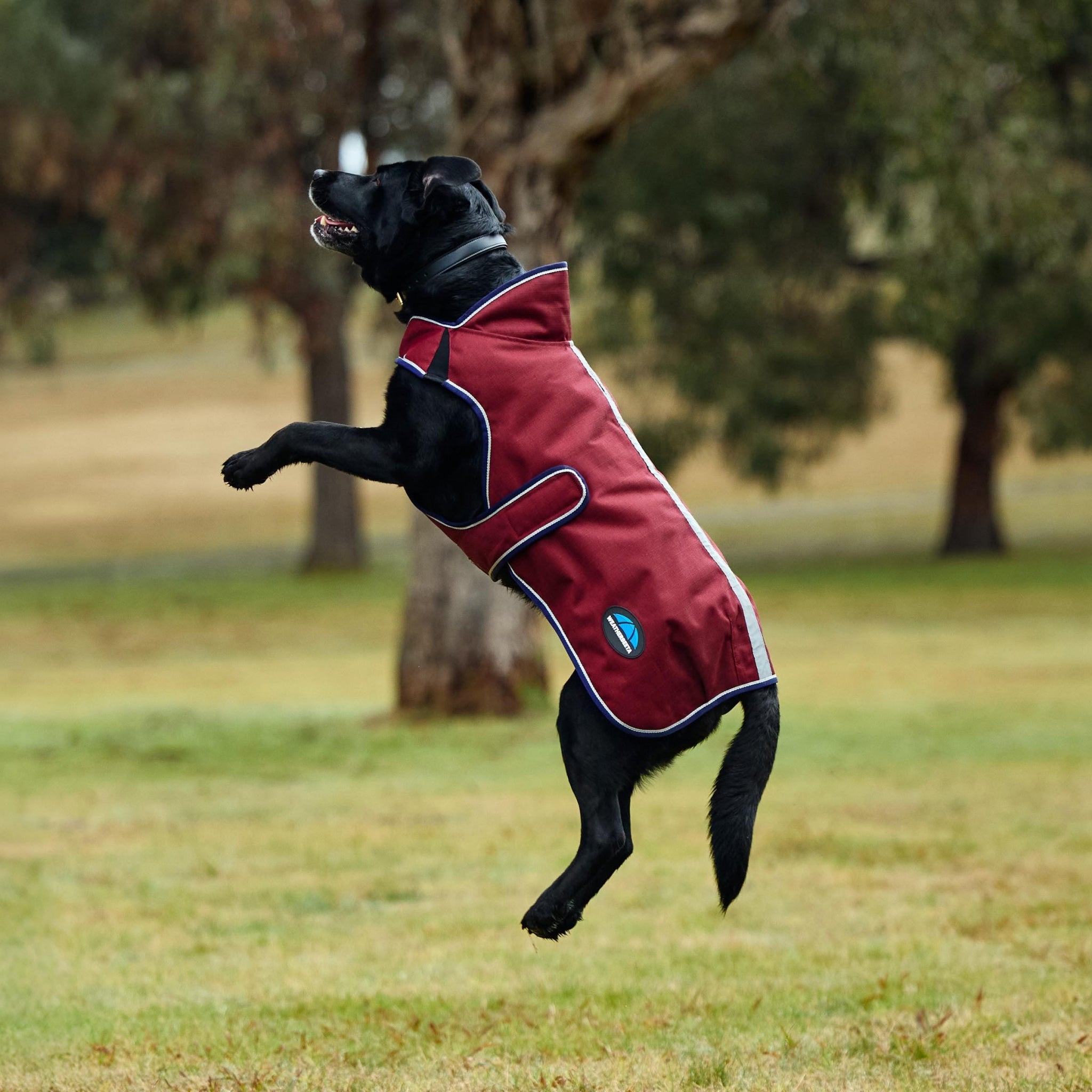 Weatherbeeta ComFiTec Premier Deluxe Waterproof Dog Coat