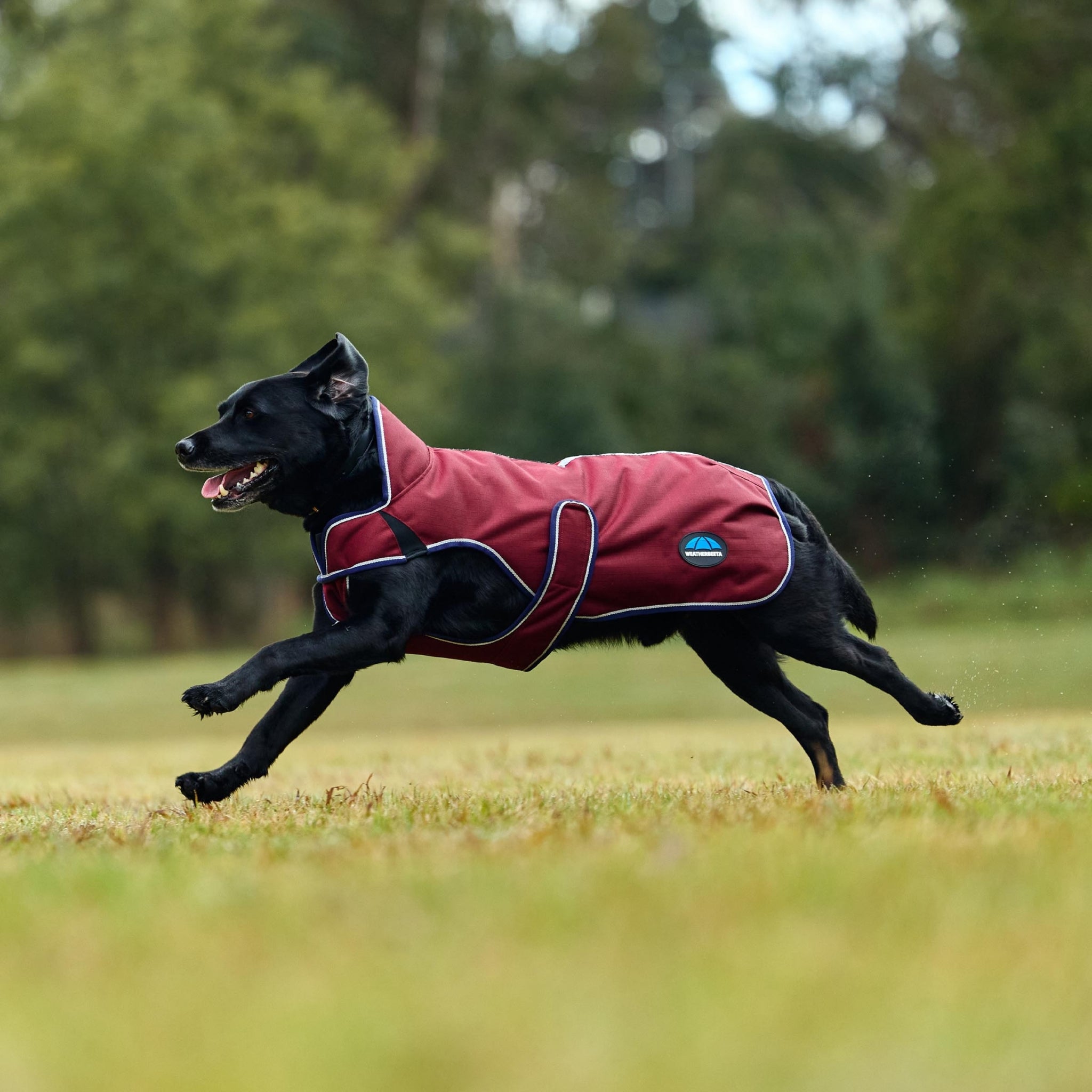 Weatherbeeta ComFiTec Premier Deluxe Waterproof Dog Coat