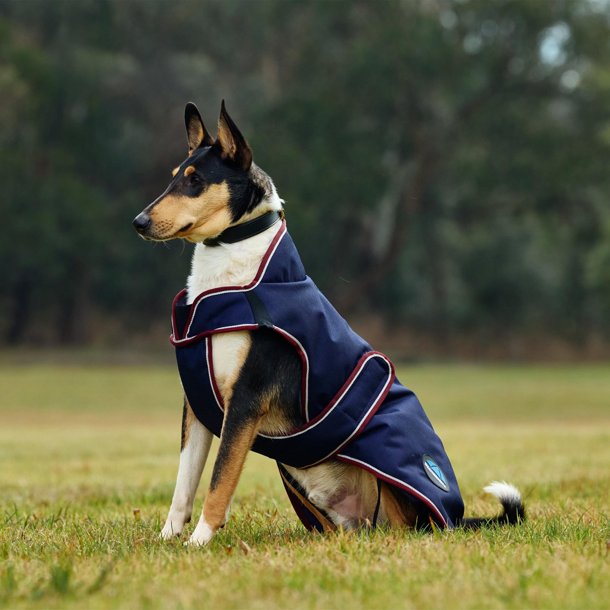 Weatherbeeta ComFiTec Premier Deluxe Waterproof Dog Coat