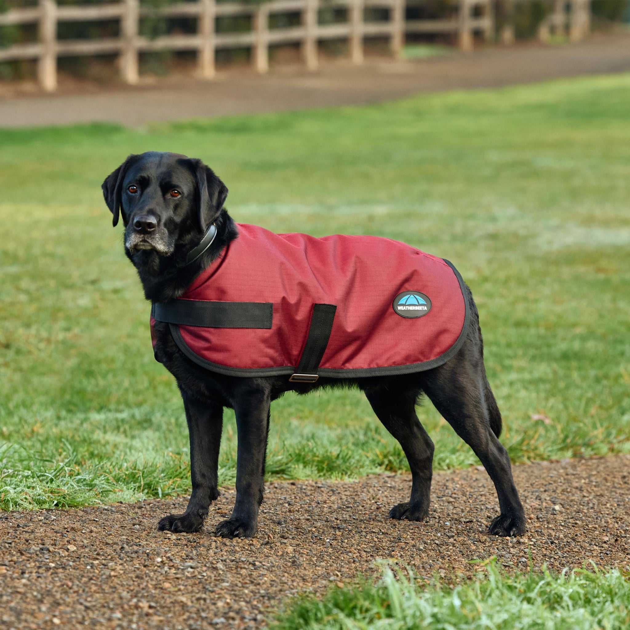 Weatherbeeta ComFiTec Classic Waterproof Dog Coat
