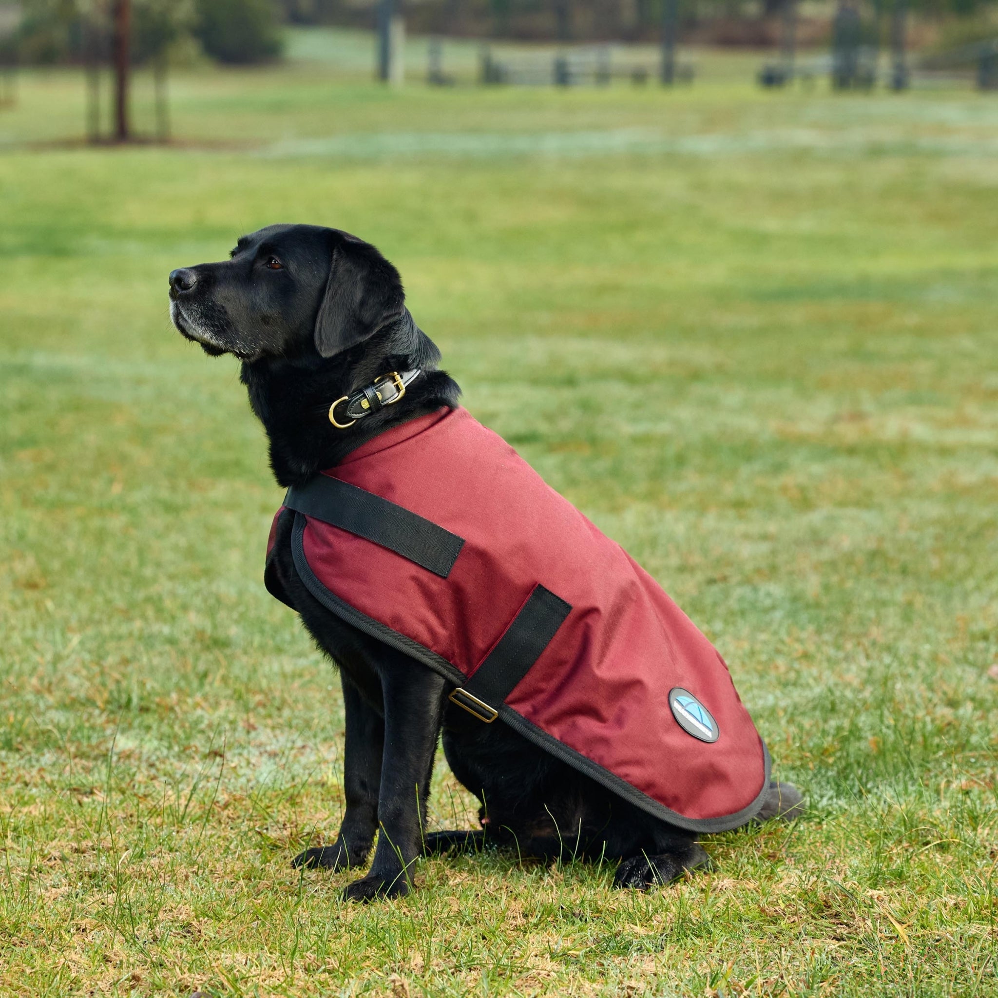 Weatherbeeta ComFiTec Classic Waterproof Dog Coat