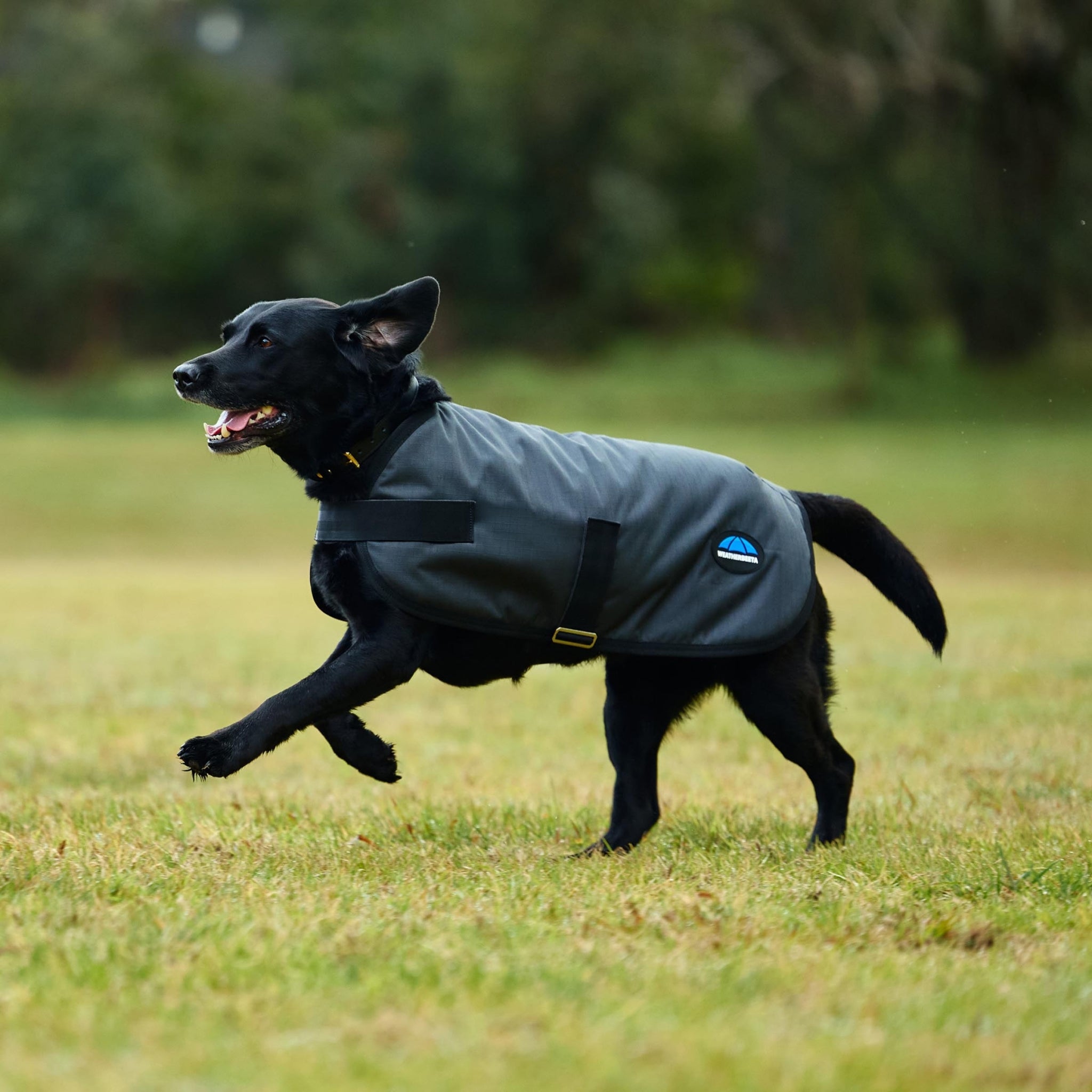 Weatherbeeta ComFiTec Classic Waterproof Dog Coat
