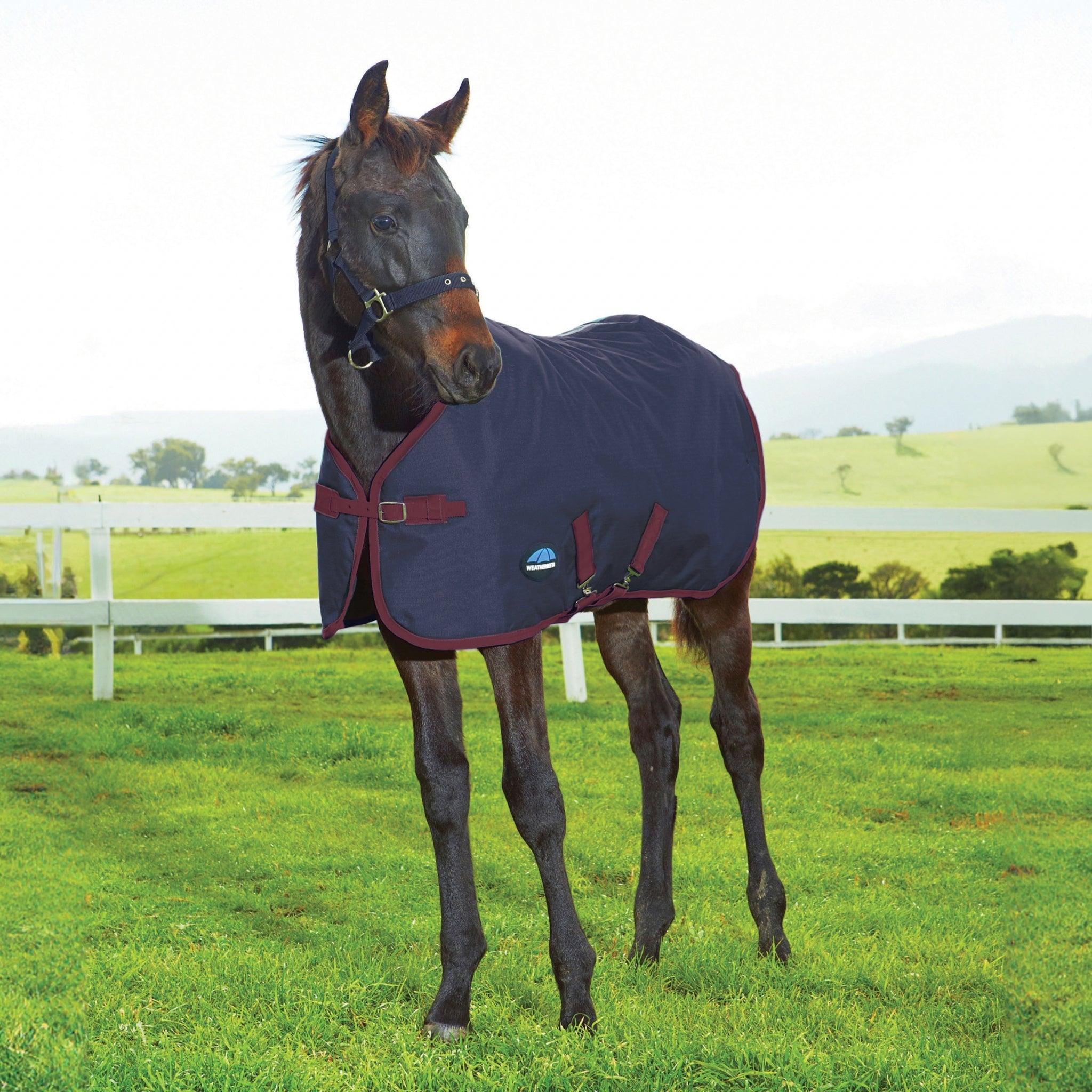 Weatherbeeta 1200D Foal Standard Neck 220g