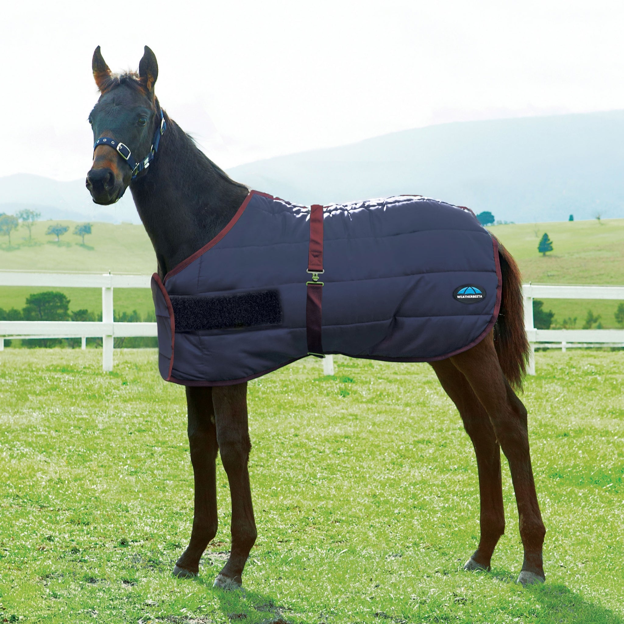 Weatherbeeta 420D Foal Standard Neck Medium