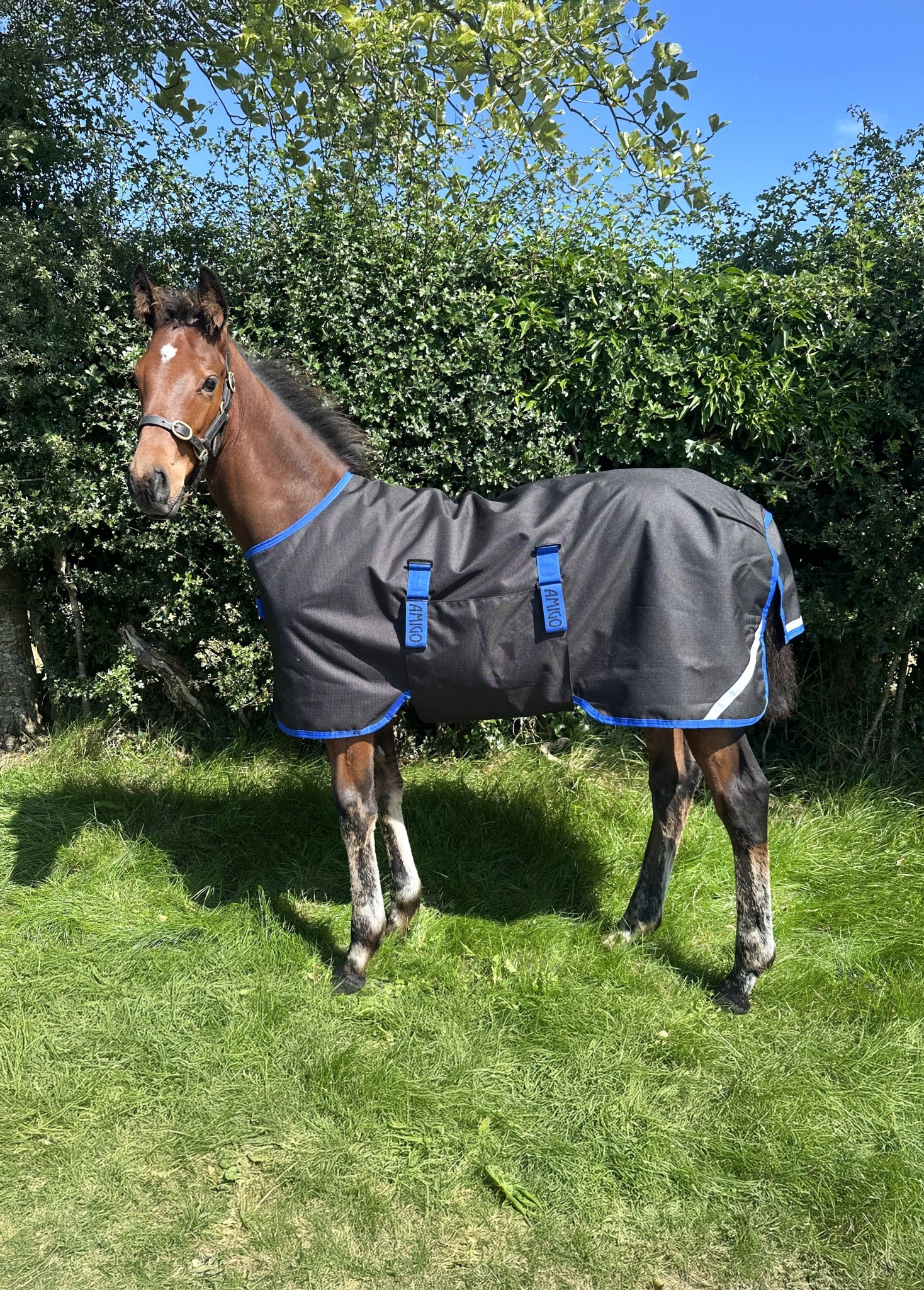 Amigo Ripstop 900D Foal Turnout 50g