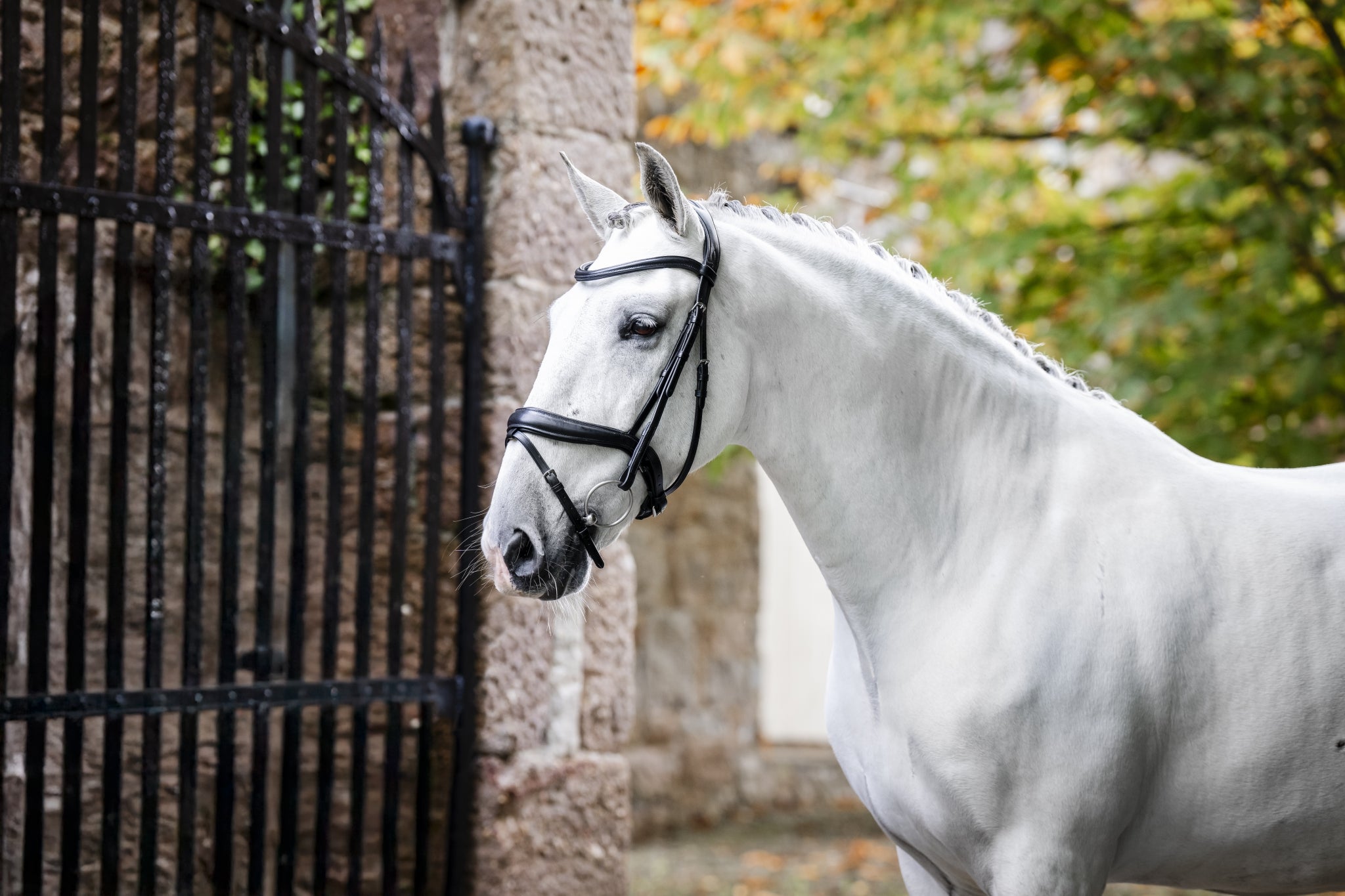 Horseware Dressage Flash Bridle