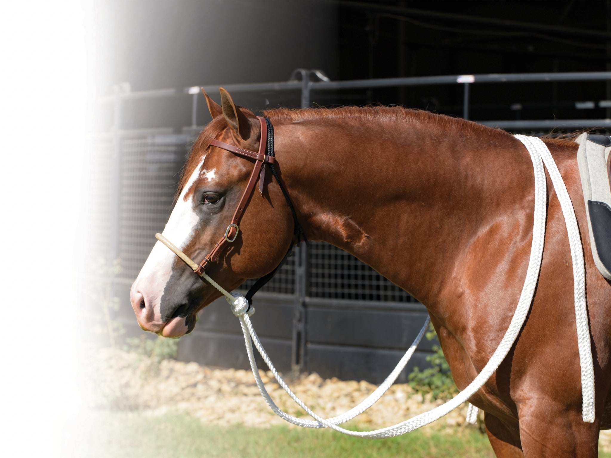Professionals Choice Ranch 5/8" Loping Hackamore with Mule Tape Reins