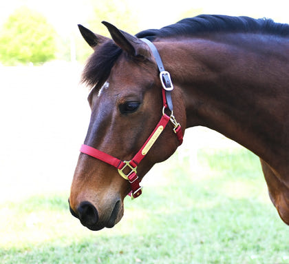 Gatsby Gold Personalized Nylon Breakaway Halter with Snap