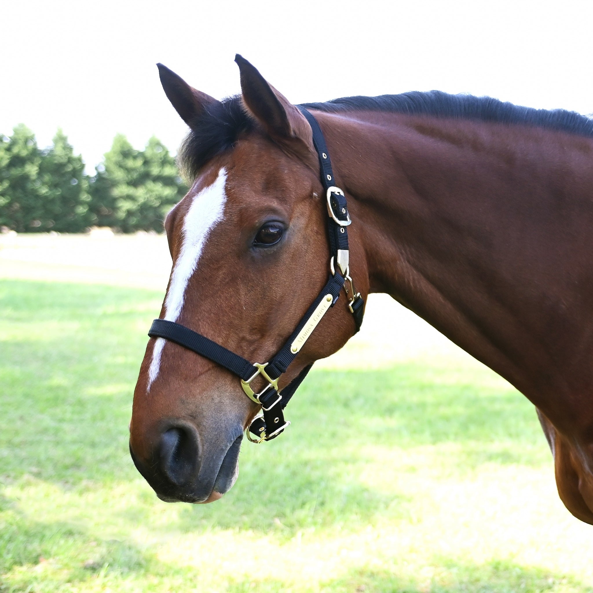 Gatsby Gold Personalized Adjustable Nylon Halter with Snap