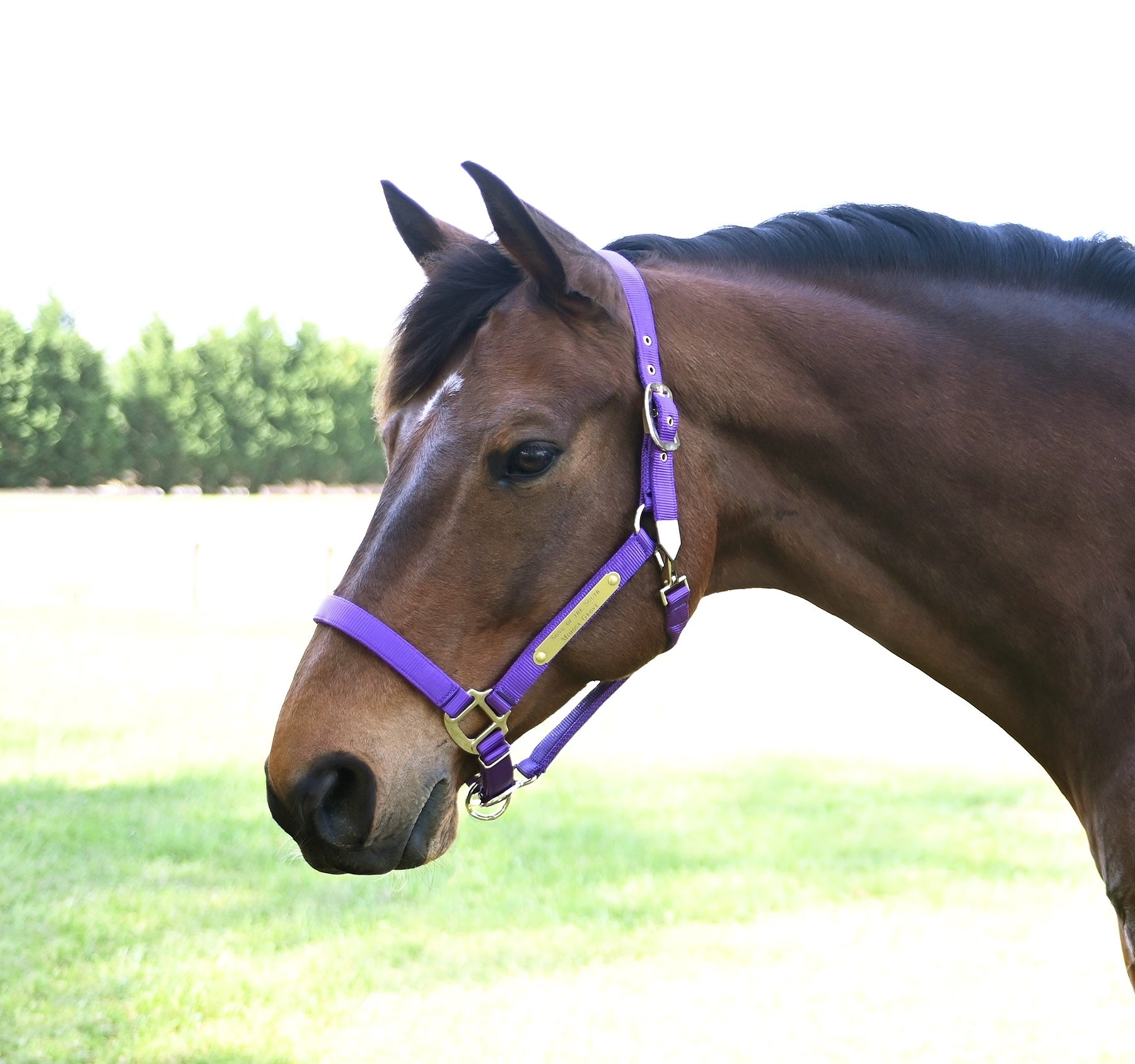 Gatsby Gold Personalized Adjustable Nylon Halter with Snap