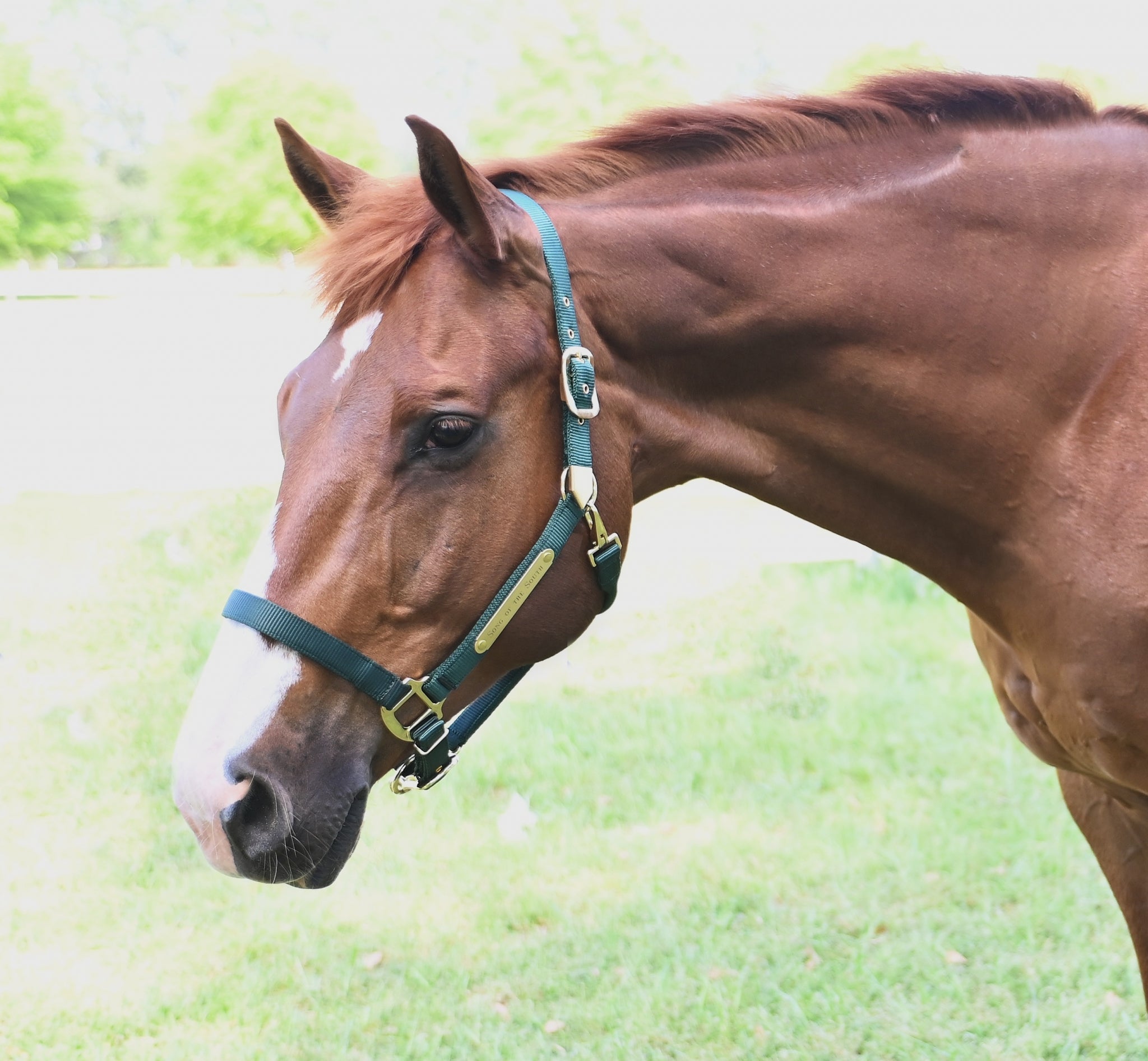 Gatsby Gold Personalized Adjustable Nylon Halter with Snap