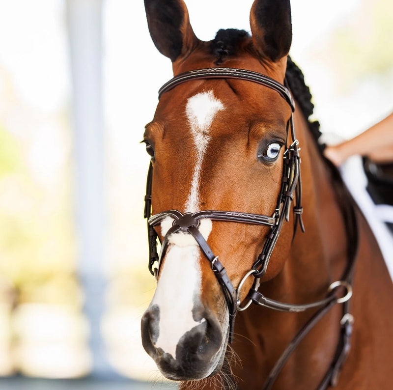 Shires Velociti Fancy Raised Padded Figure 8 Bridle with Fancy Raised Rubber Reins