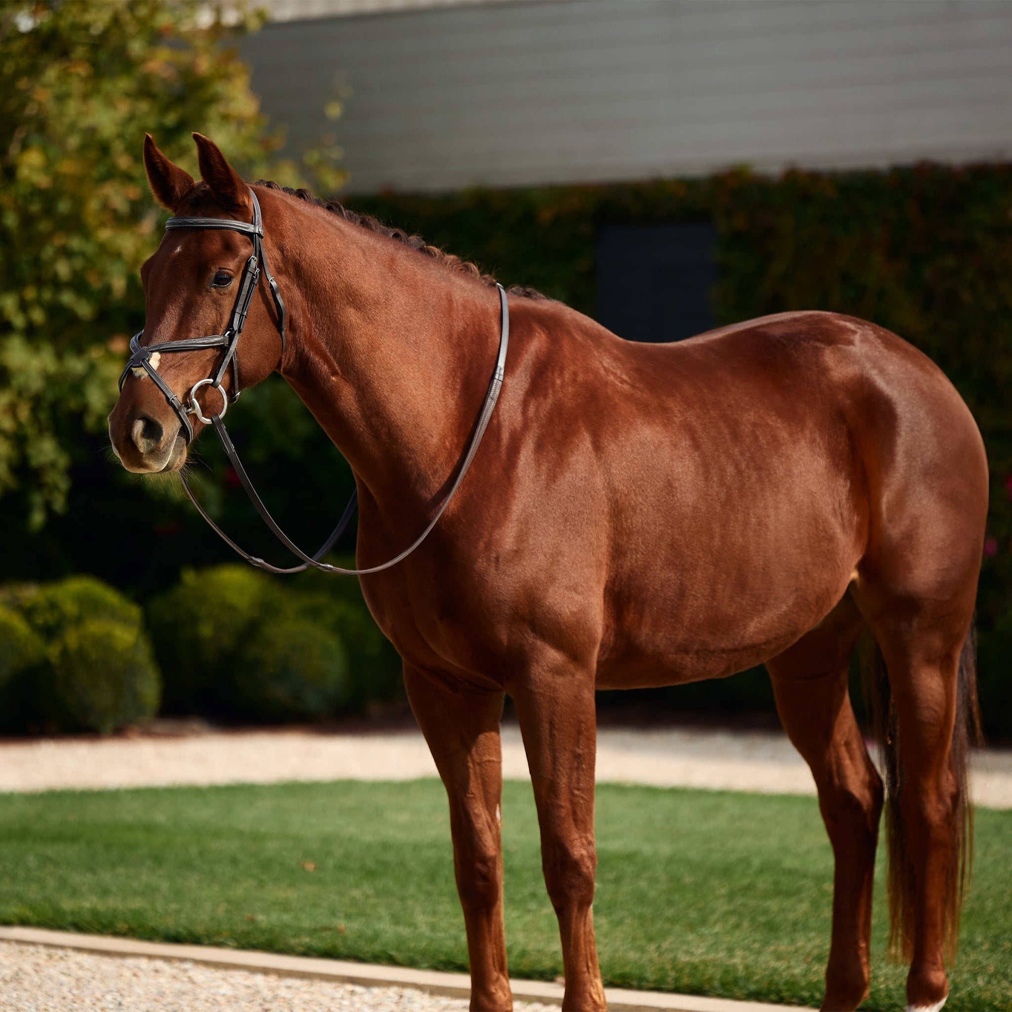 Dublin Padded Fancy Stitch Grackle Bridle