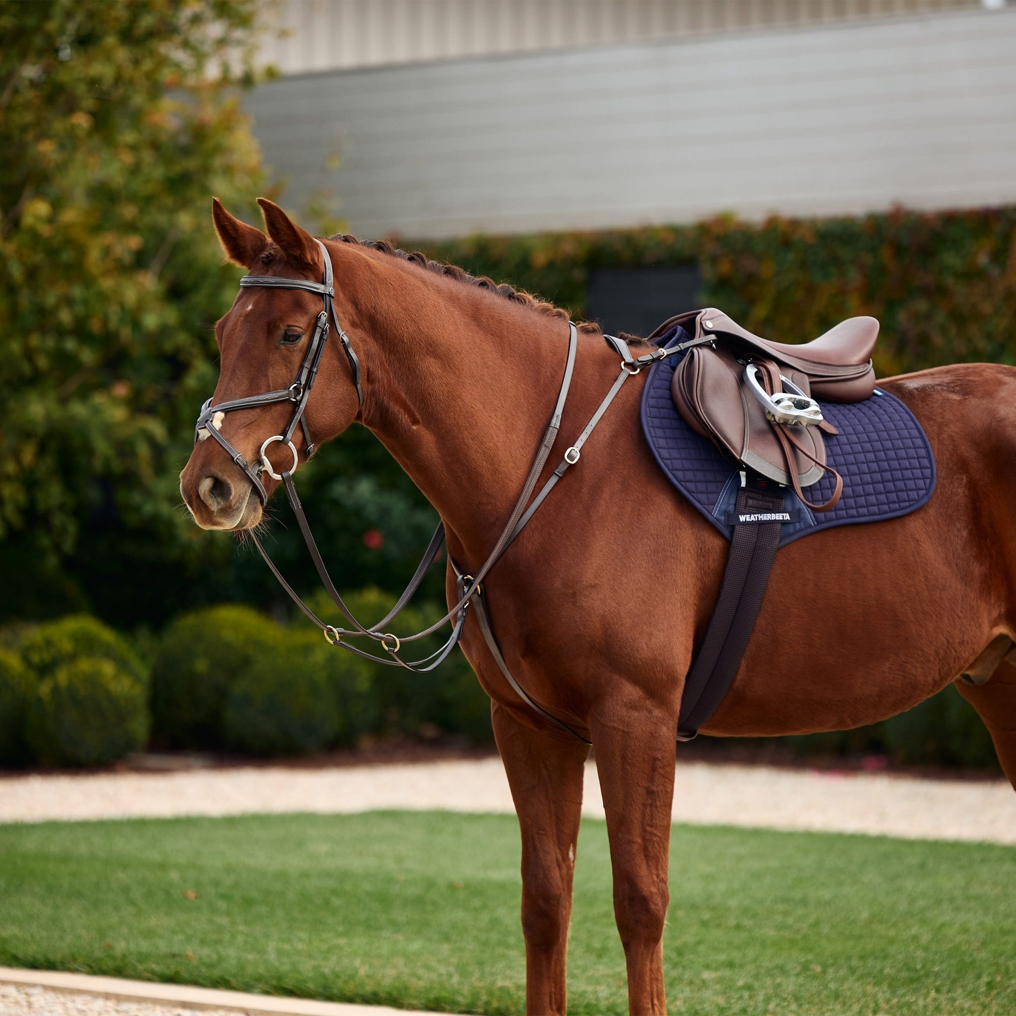 Dublin 3-Point Breastplate