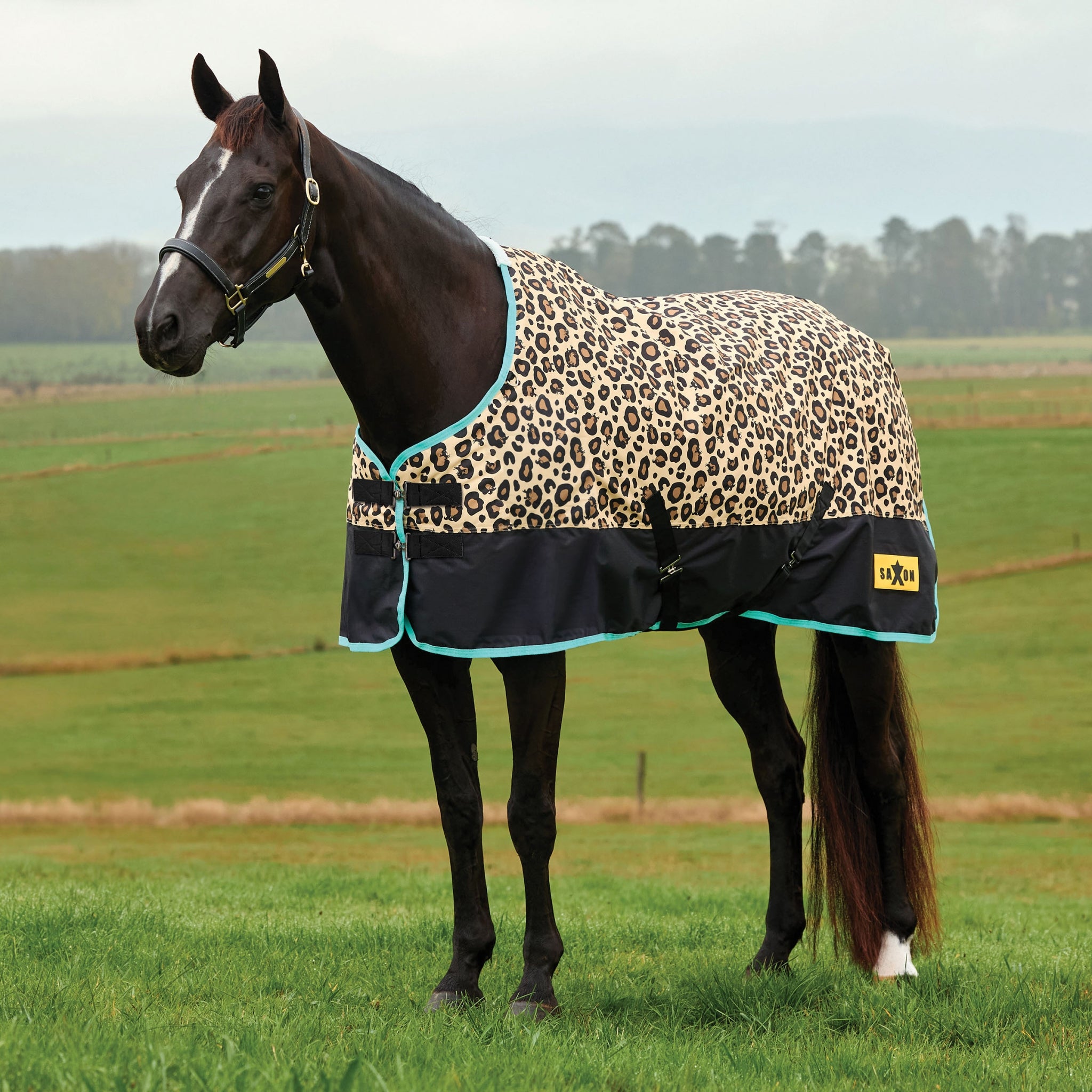 Saxon Defiant 600D Blanket Medium