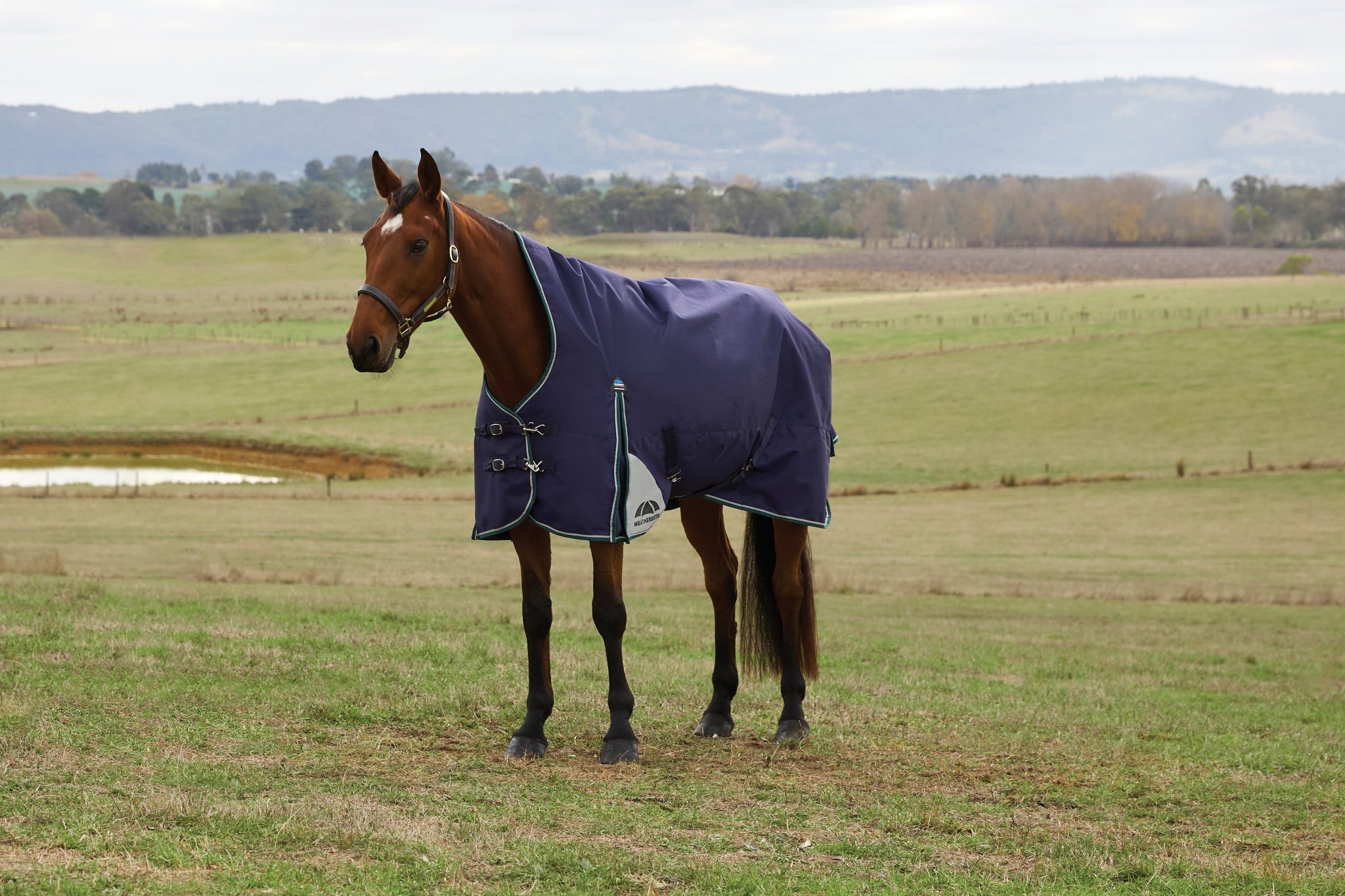 Weatherbeeta ComFiTec Plus Dynamic Turnout High Neck 0g