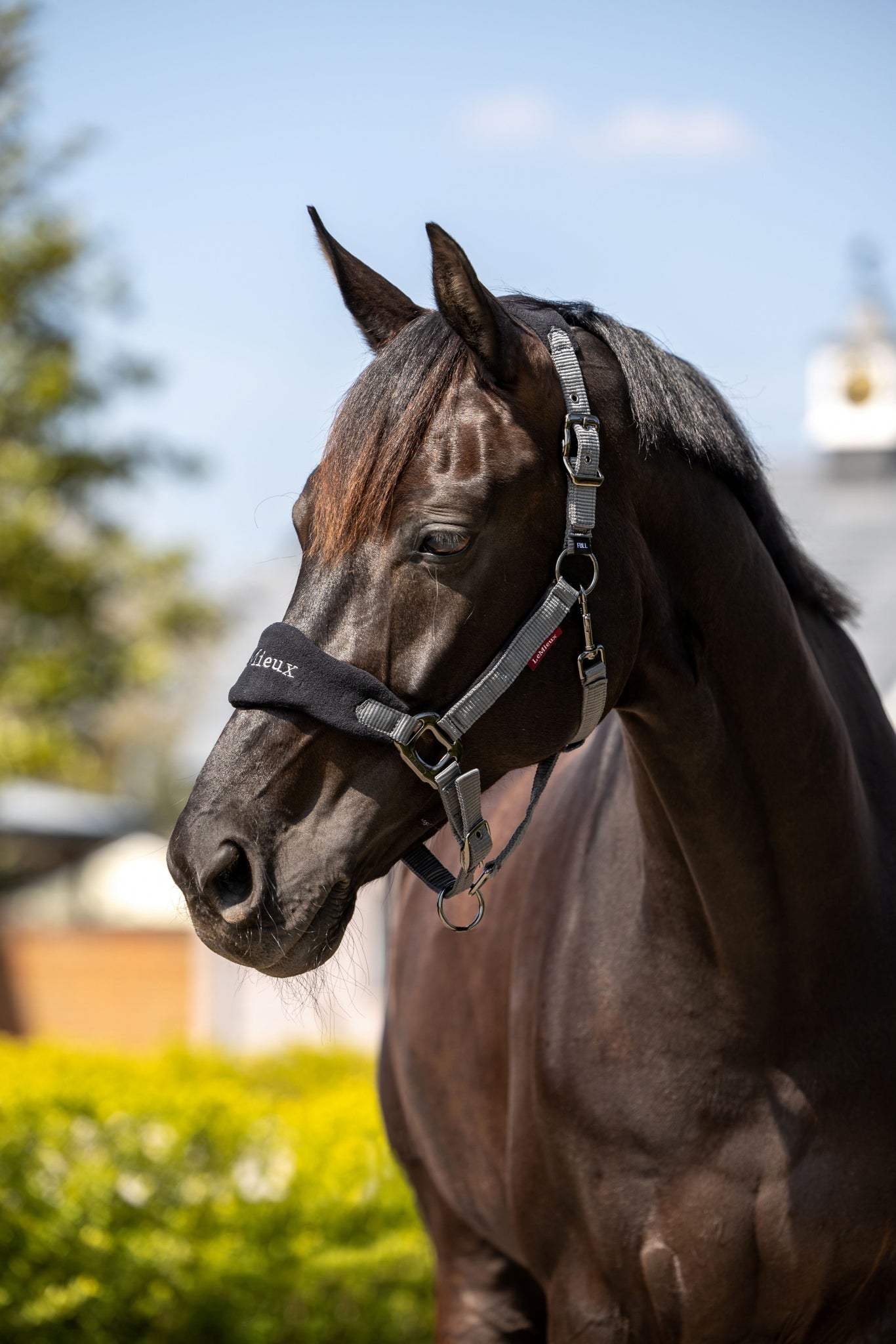 Lemieux Vogue Halter & Leadrope