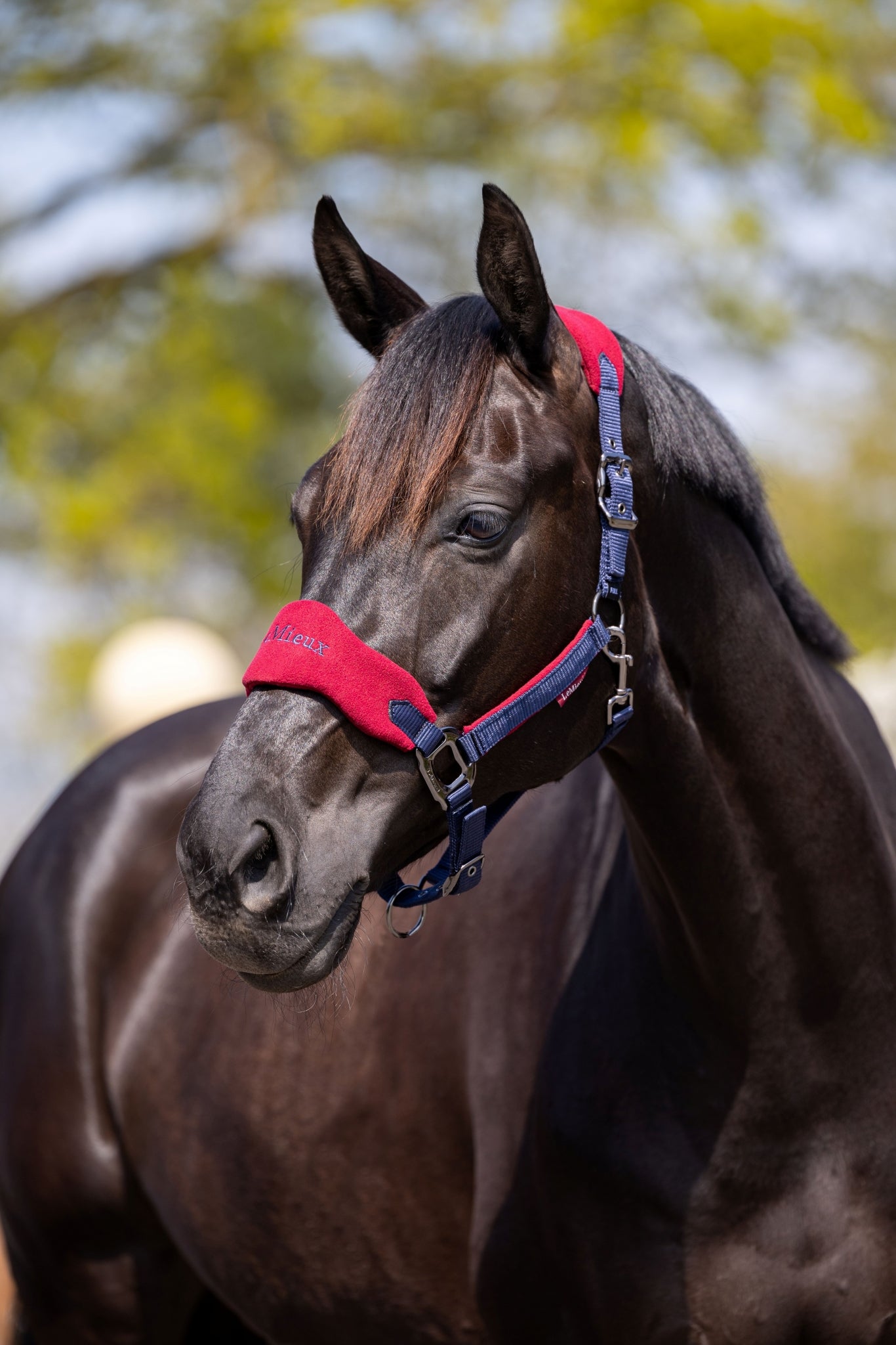 Lemieux Vogue Halter & Leadrope