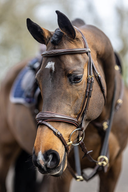 LeMieux Kudos Competition Flash Bridle