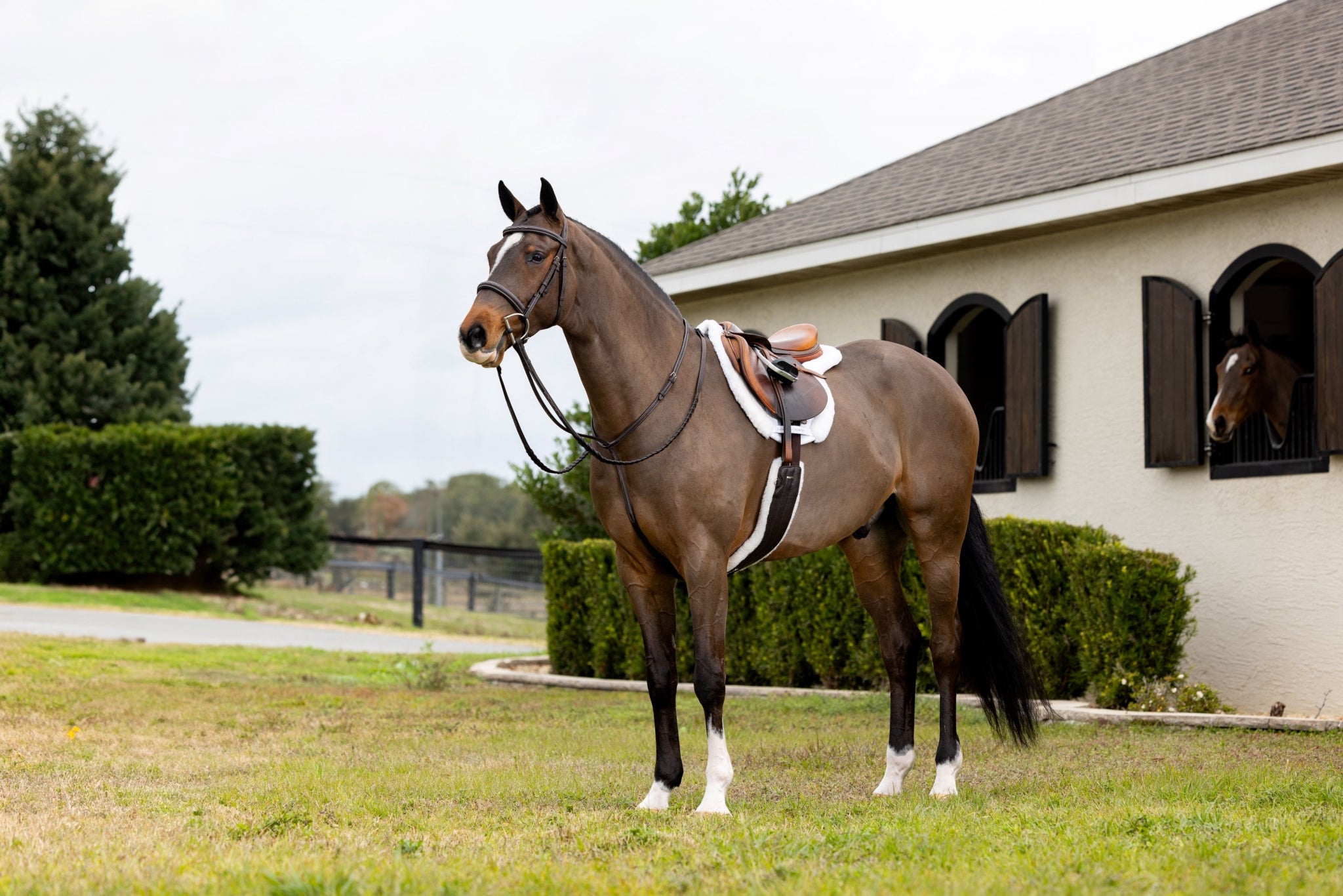 Lemieux Merino+ Hunter Saddle Pad
