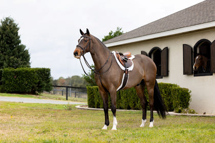 Lemieux Merino+ Hunter Saddle Pad