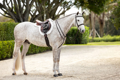 LeMieux Stitched Hunter Bridle with Laced Reins