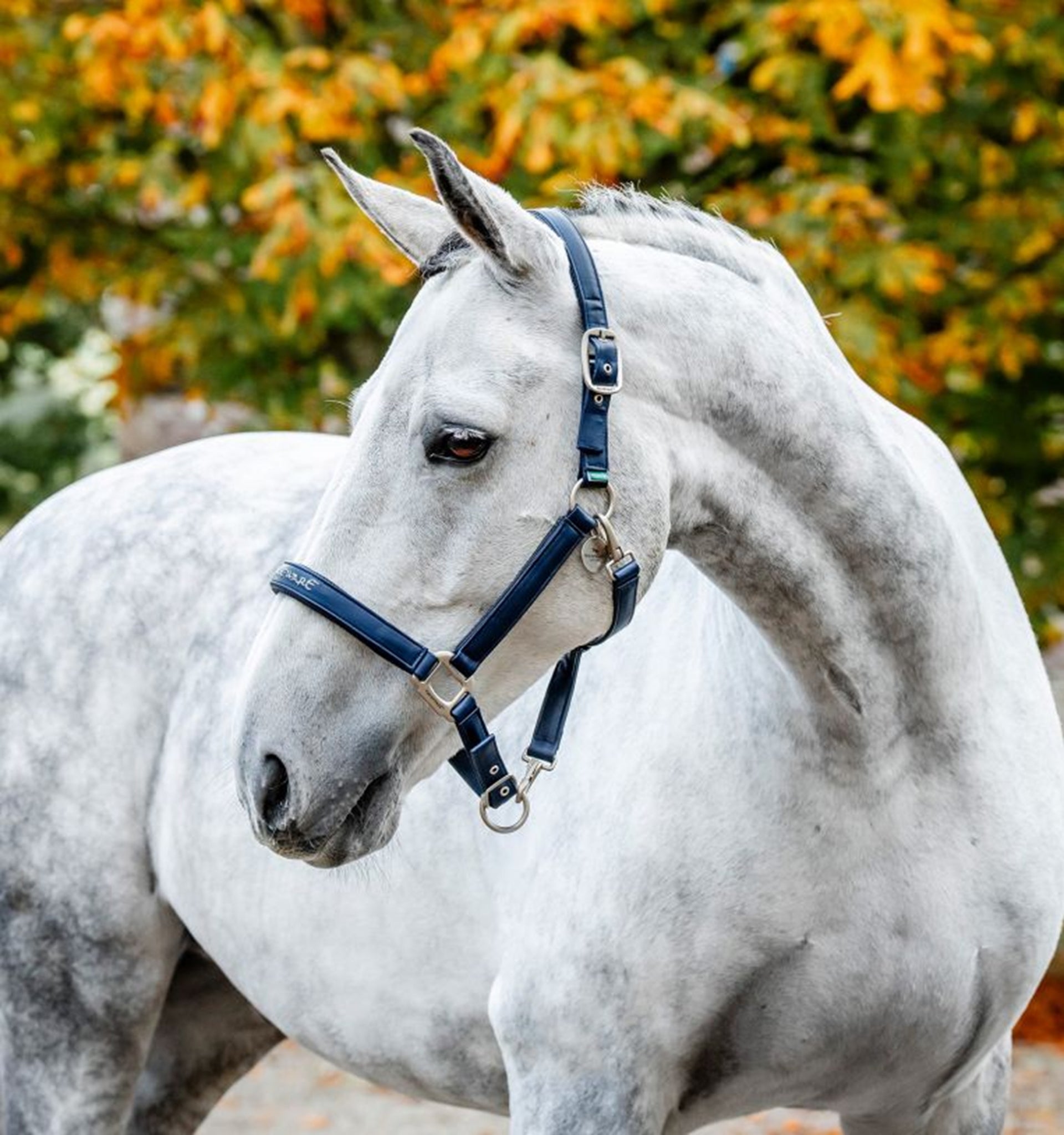 Horseware Grooming Headcollar